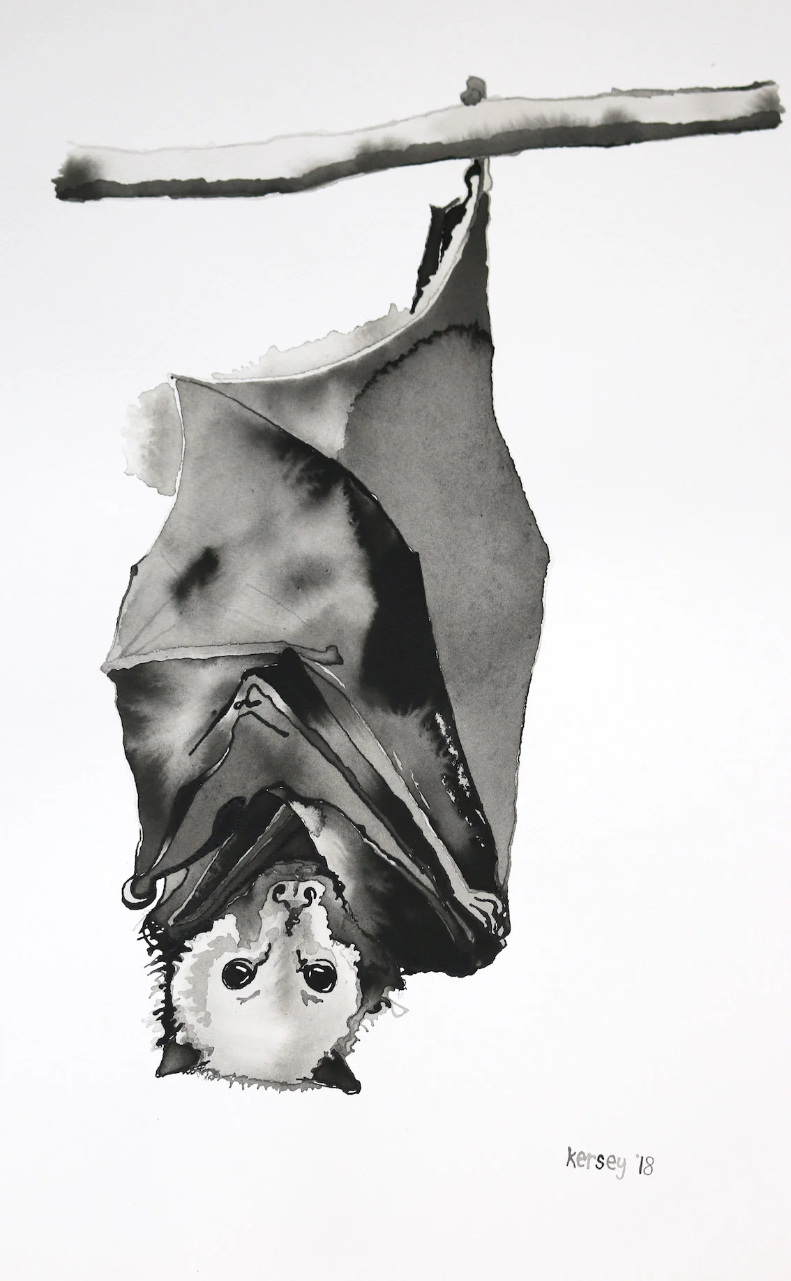 Flying Fox Wrapped Up