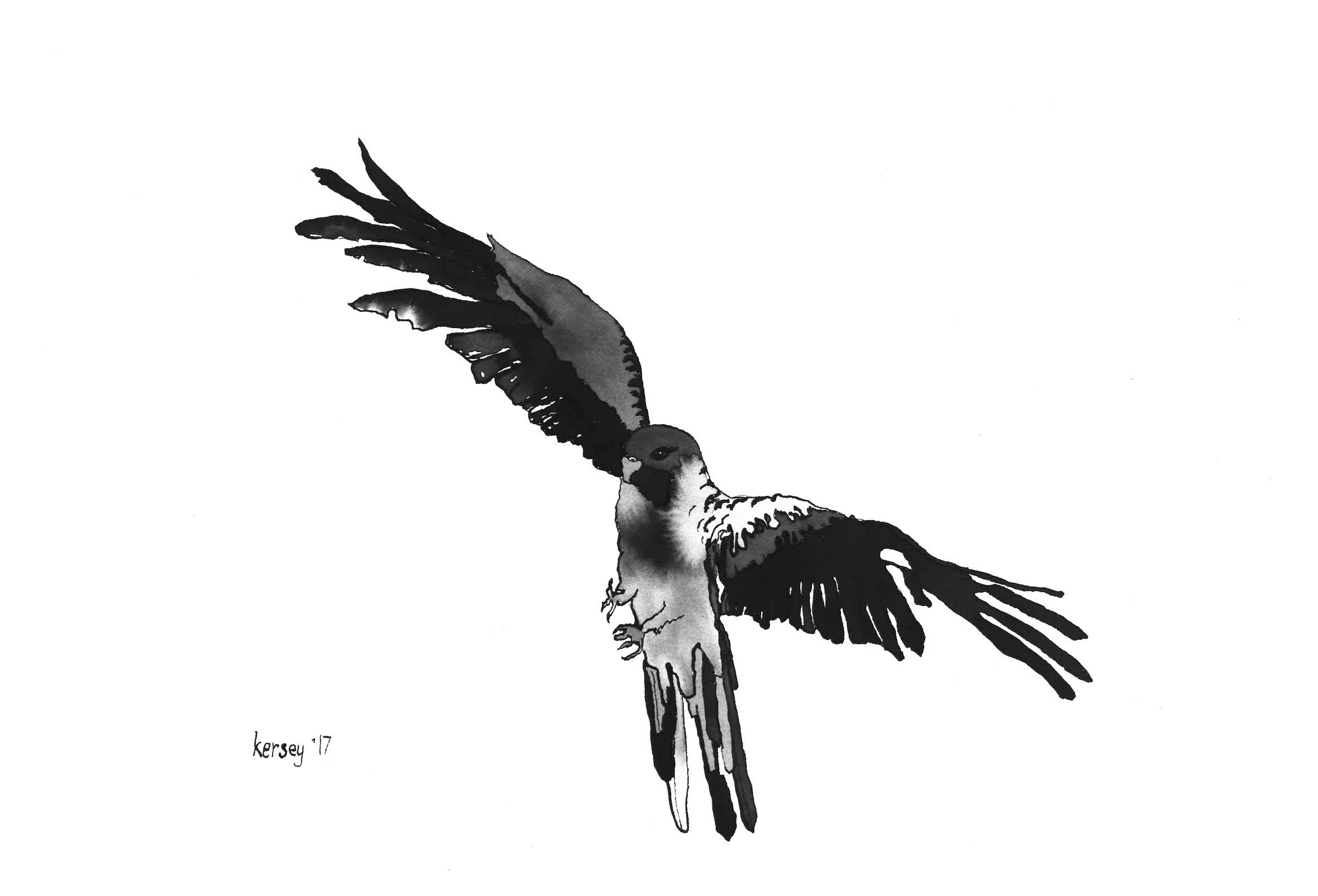 Rosella's Last Flight