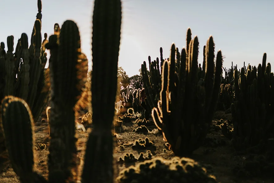 Gold-and-Grit_ShootOut_CactusCountry-12.jpg