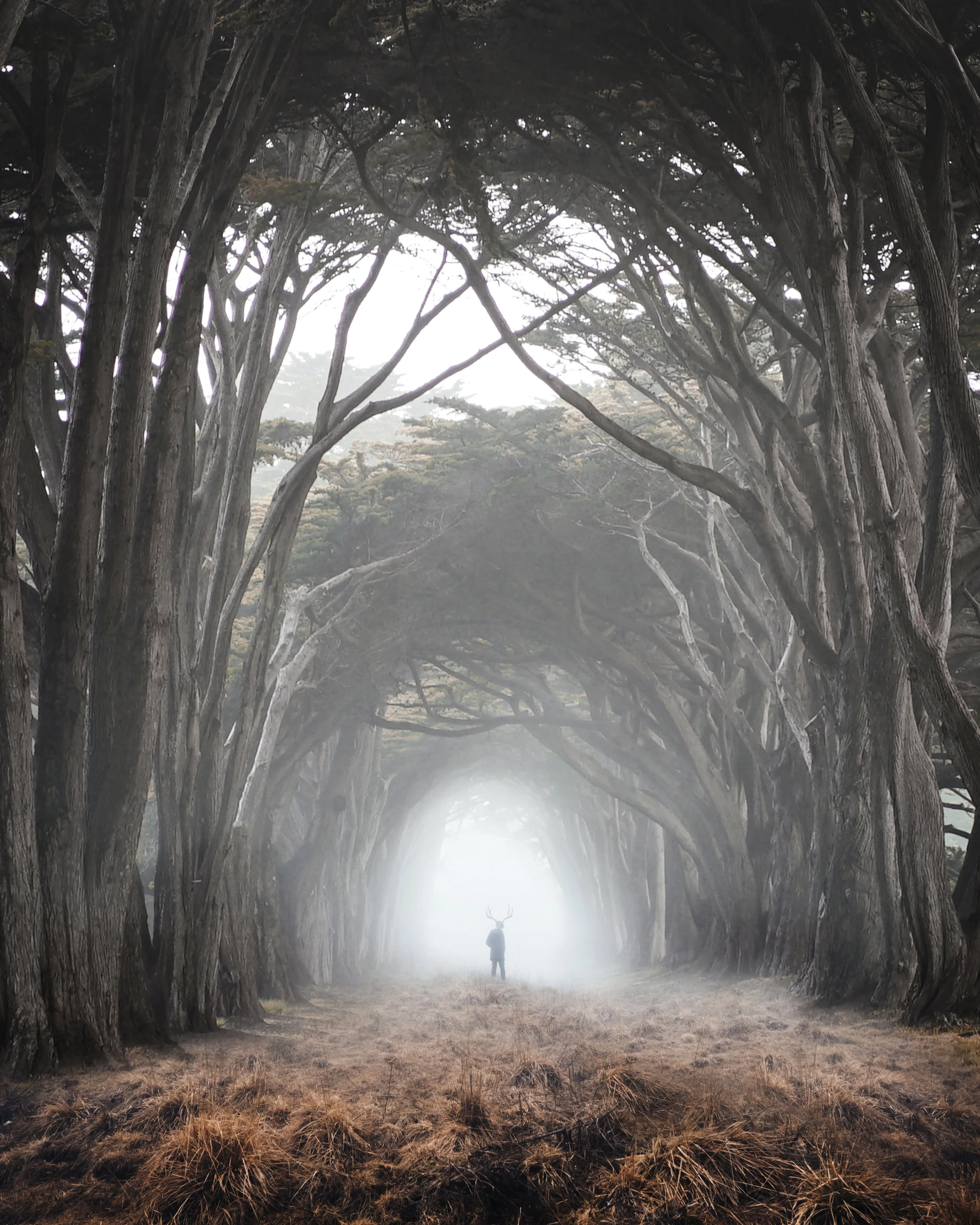 forest path3.jpg