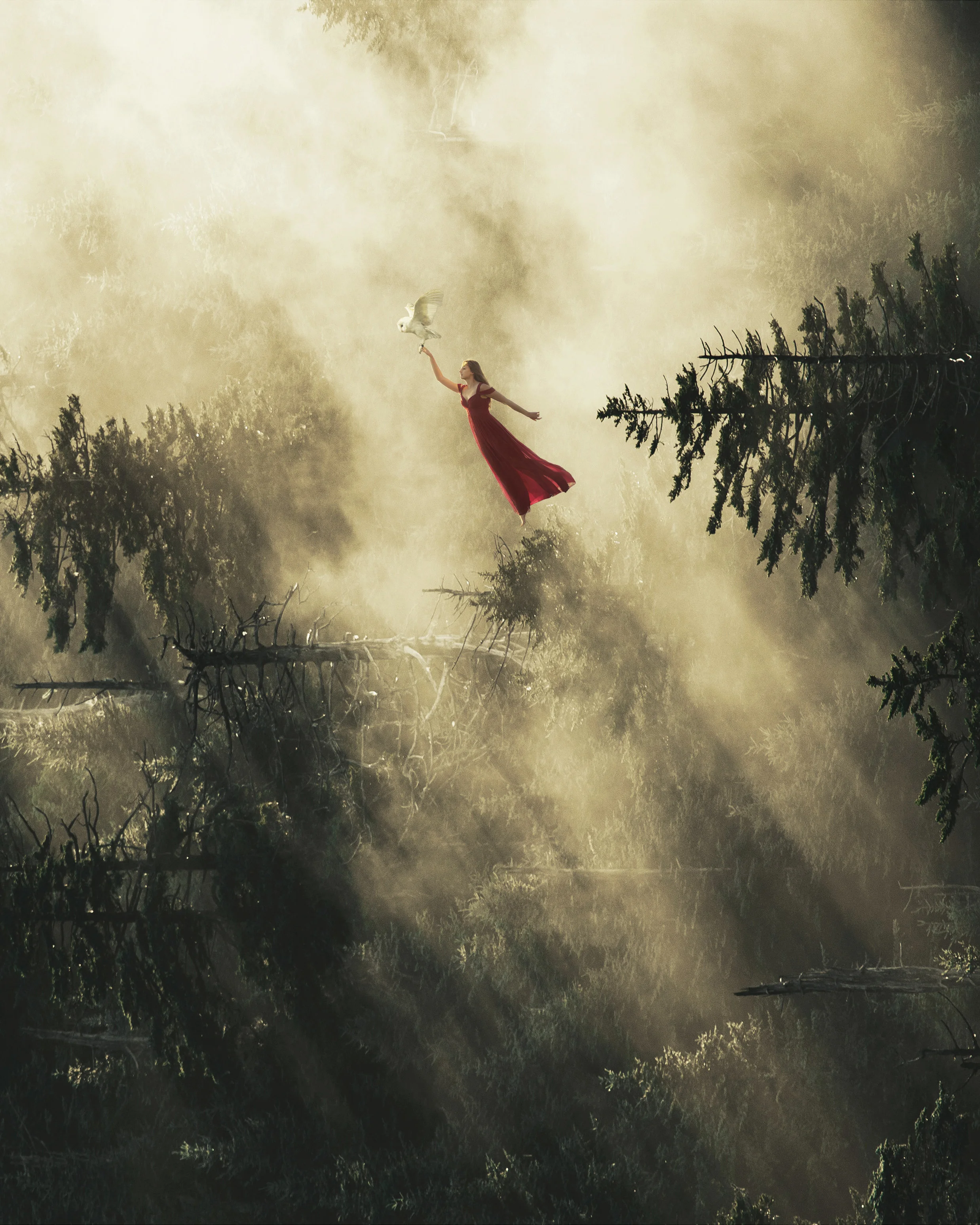 red owl crop3.jpg