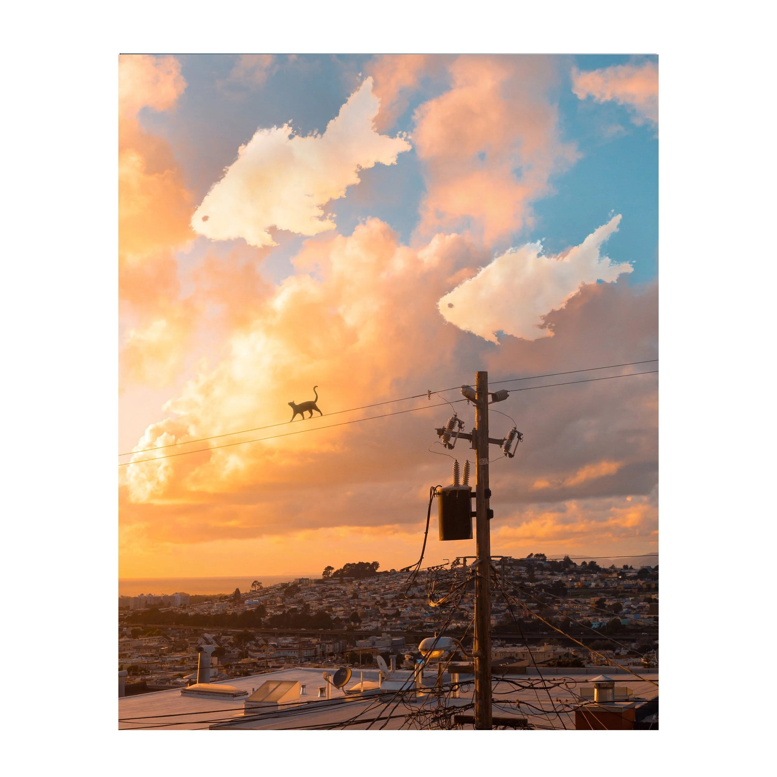 A Cat's Adventure.jpg