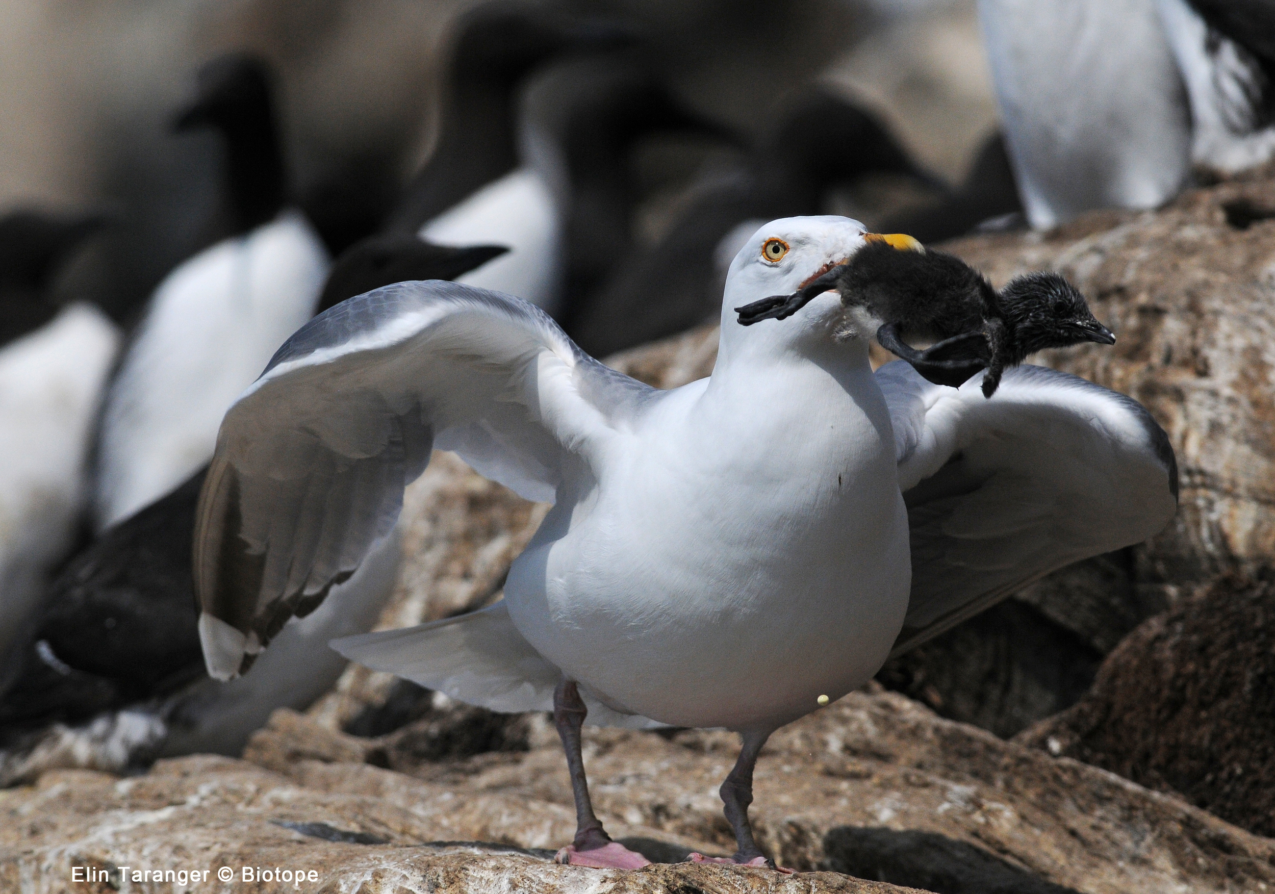 Herring Gull taking Guillemot Hornøya july2014 © Elin Taranger Biotope.jpg