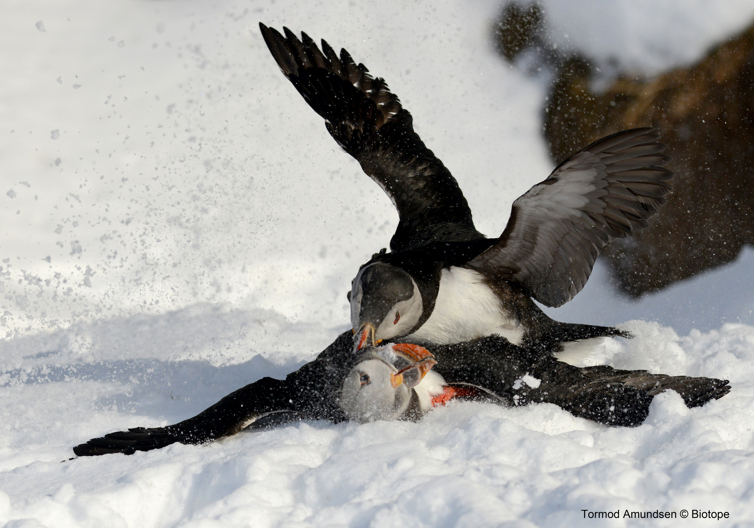 Puffin fight club Hornøya March 2014 med res Amundsen Biotope.jpg