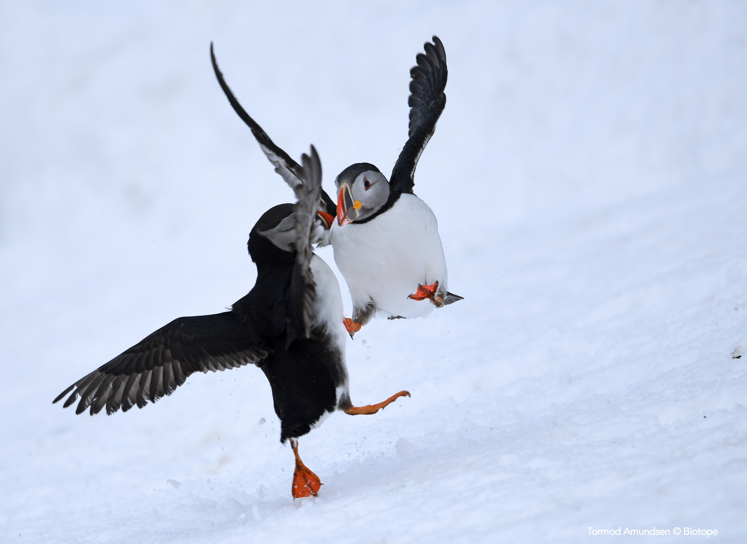 Puffin fight club Hornøya March 2016 Amundsen BIO_3060 Varanger © Biotope.jpg