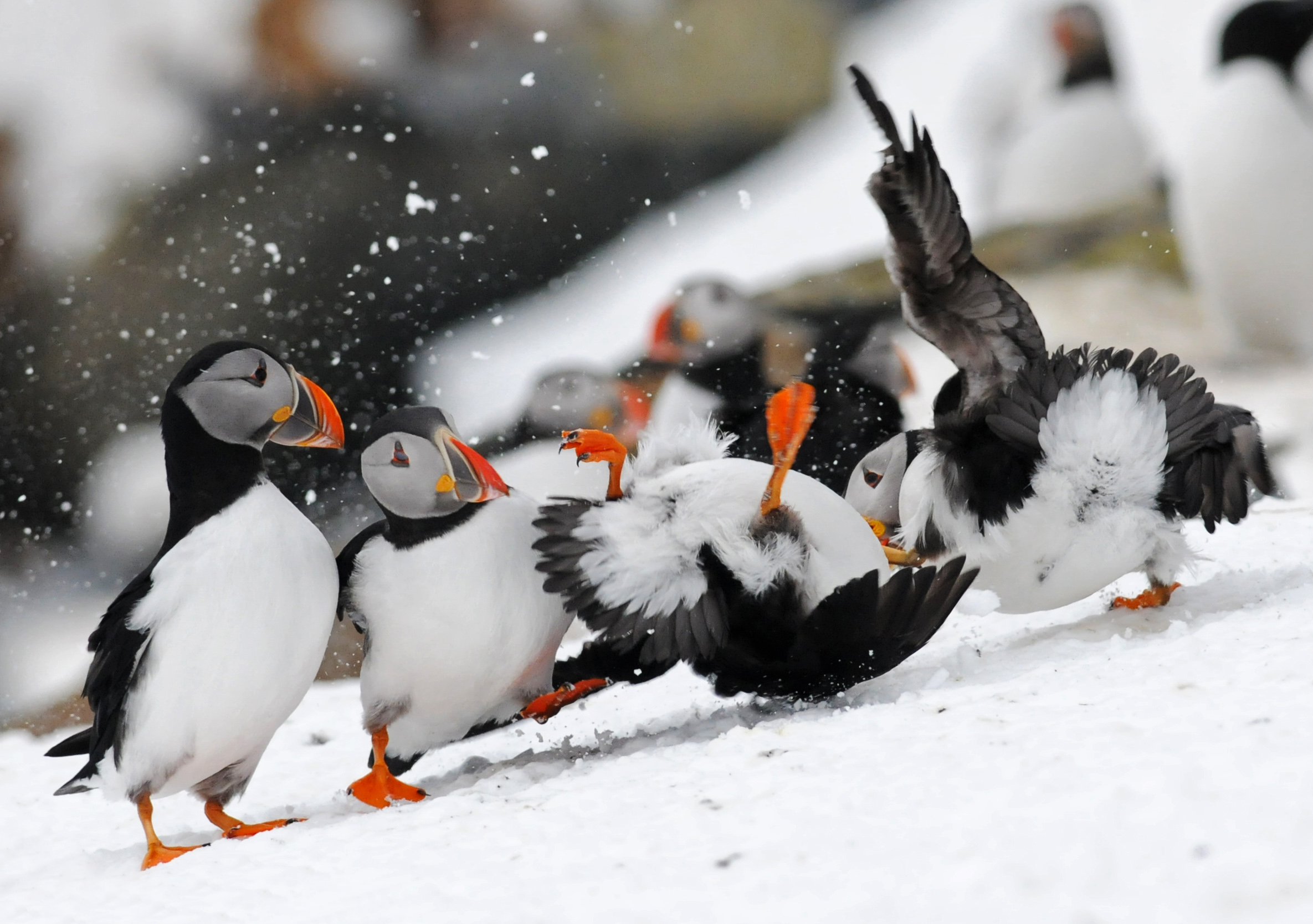 puffins fight club 3 hornoya mrch2011 u sign T Amundsen Biotope.jpg