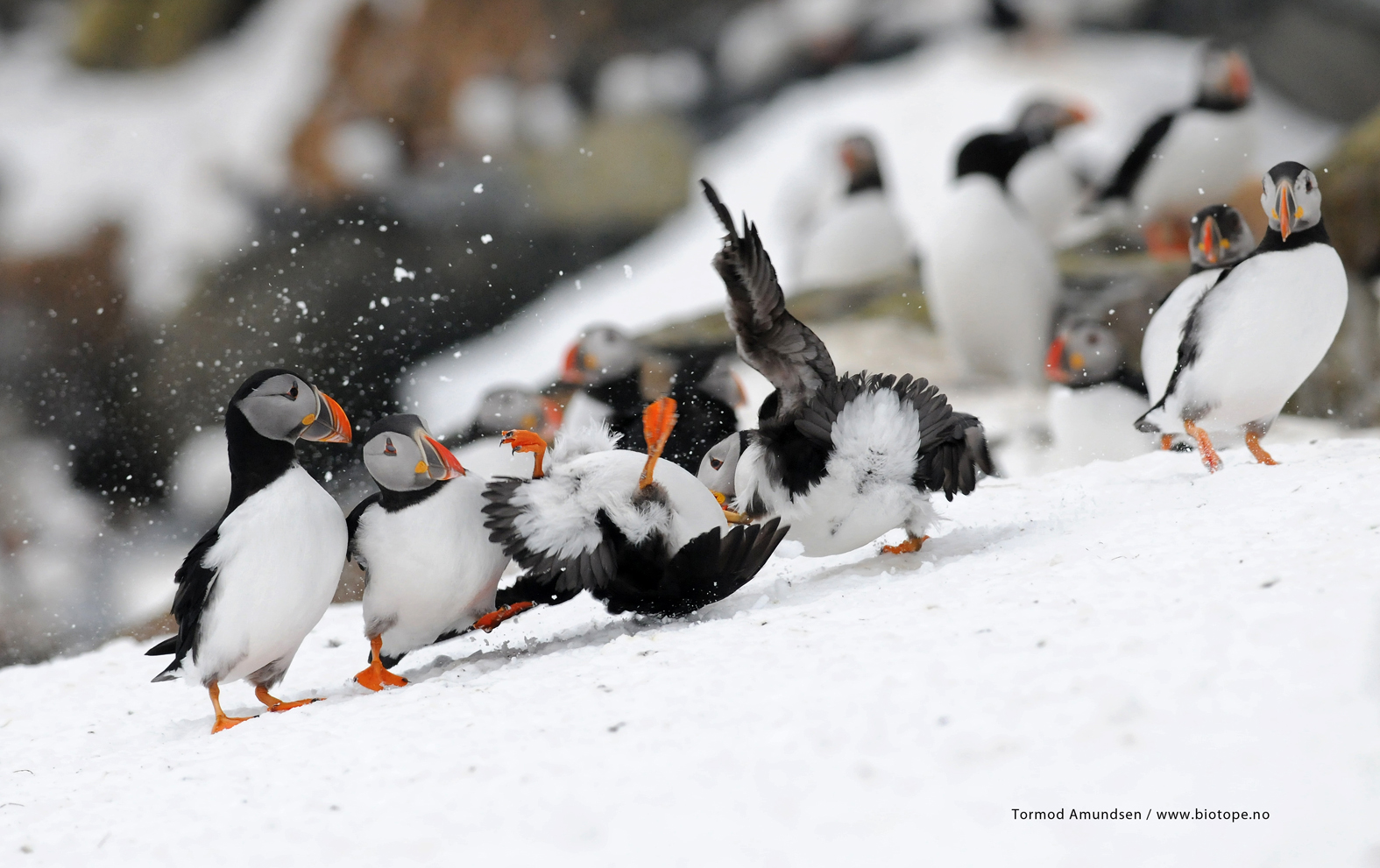 puffin fight club Hornoya MedRes TAmundsen Biotope.jpg