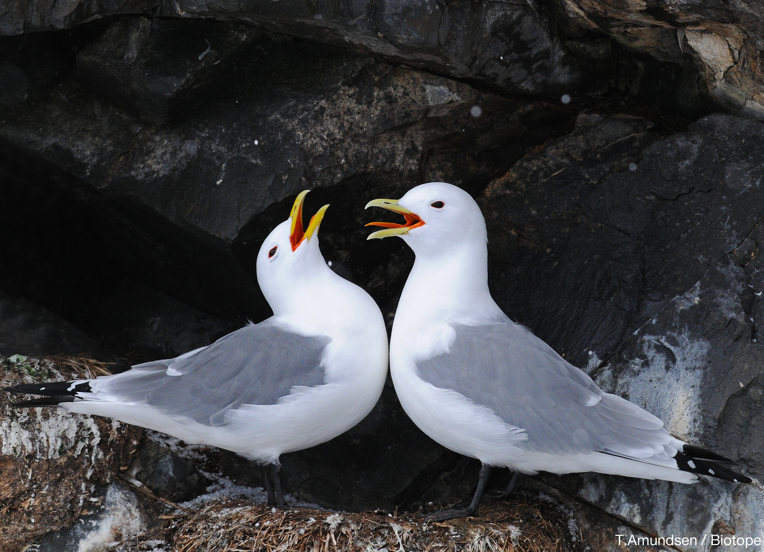 Kittiwake hornøya march2011 Amundsen Biotope copy.jpg