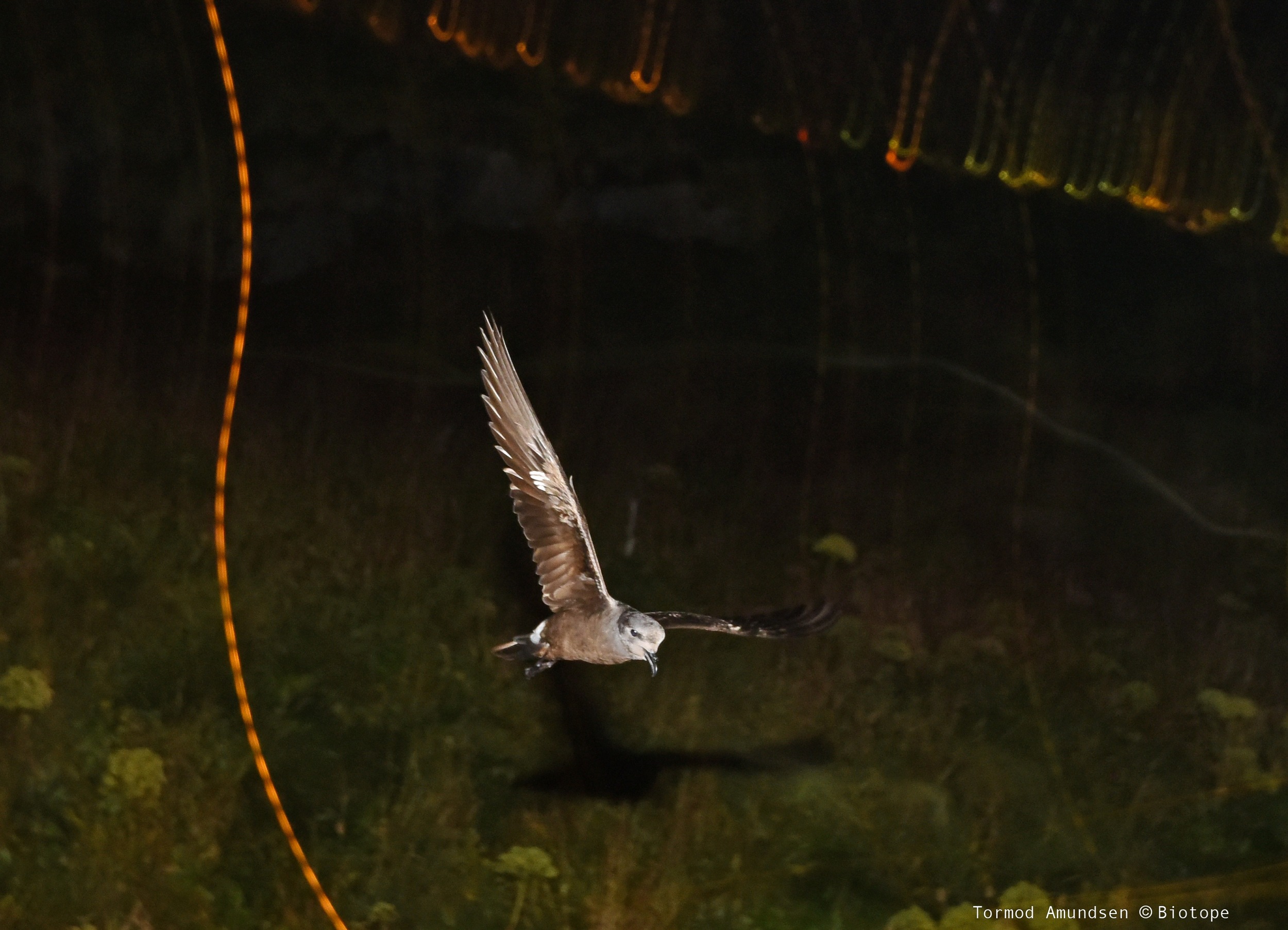 Hornøya Leachs Storm Petrel flyby Sept2015 psedit Amundsen © Biotope.JPG