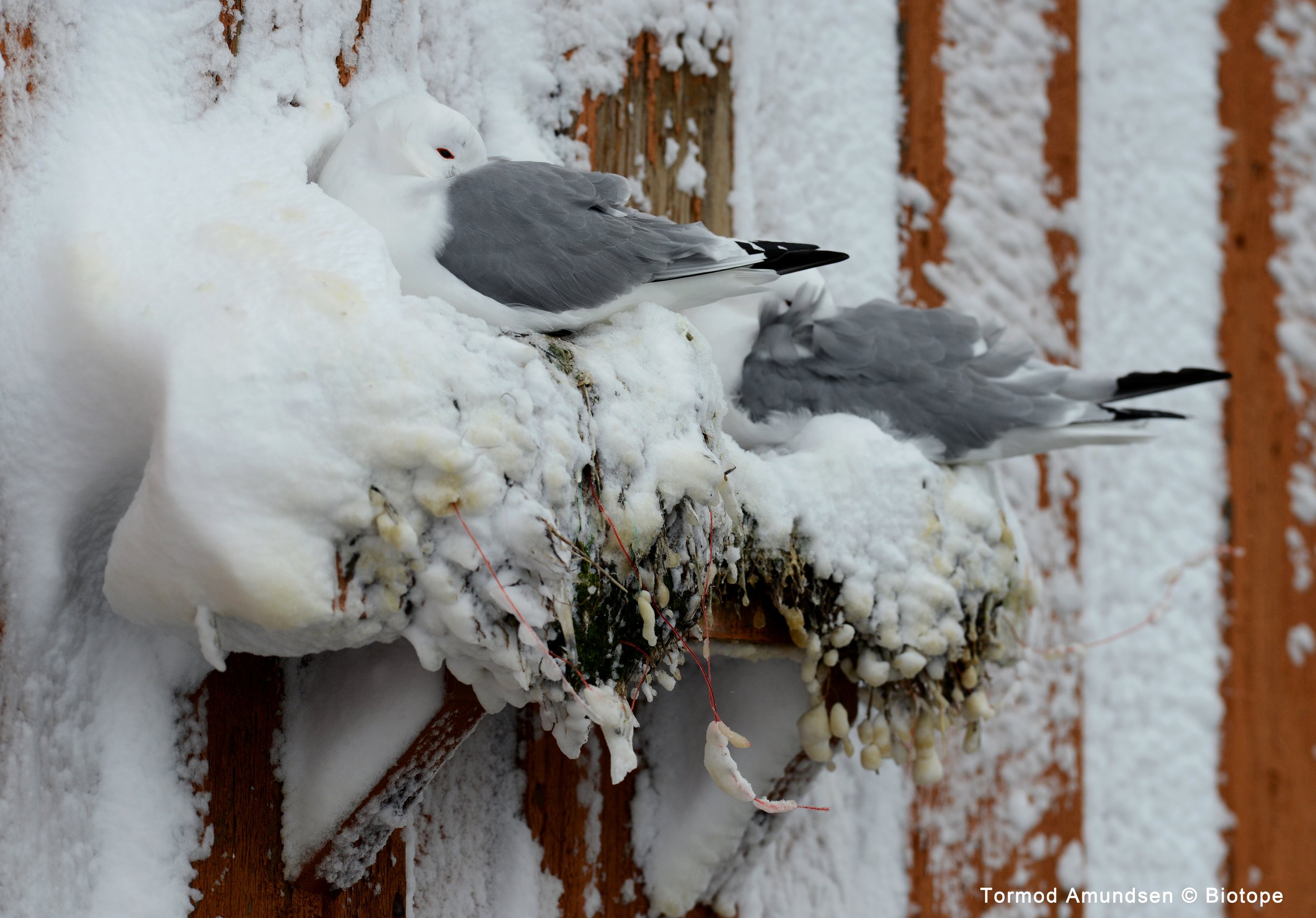Kittiwake on nest in snow storm Vardø pomormuseet April 2014 Amundsen Biotope.jpeg