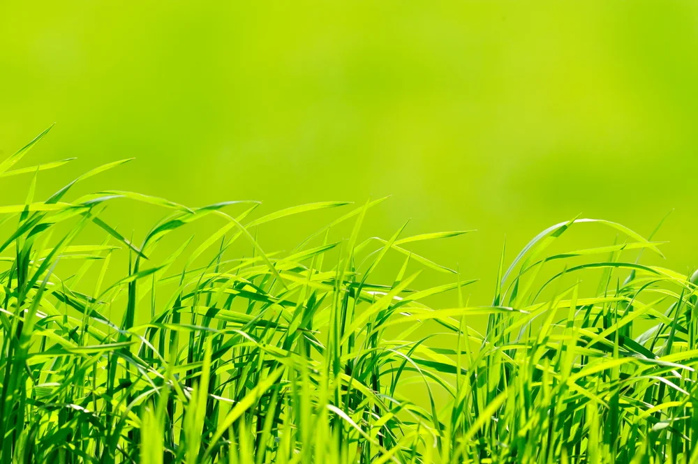 shutterstock_33471712 (1).jpg