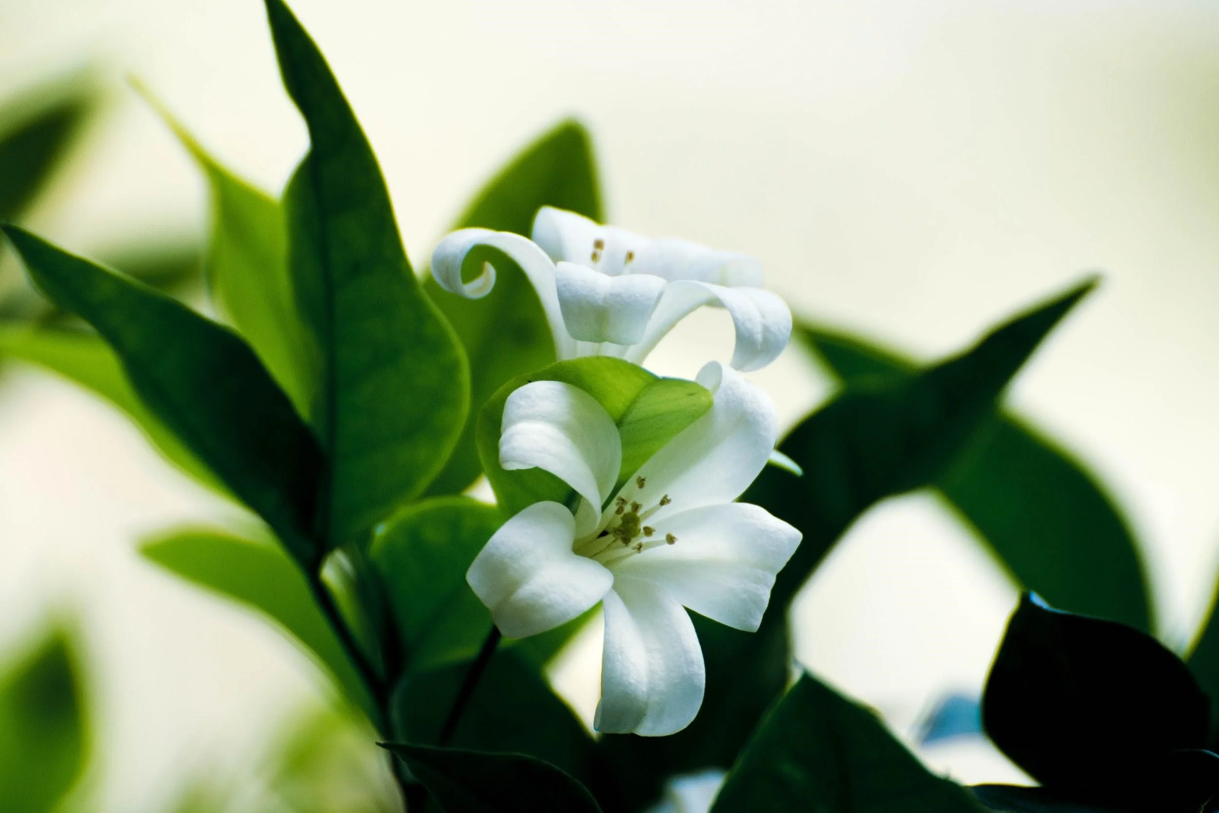 Flowers.jpg