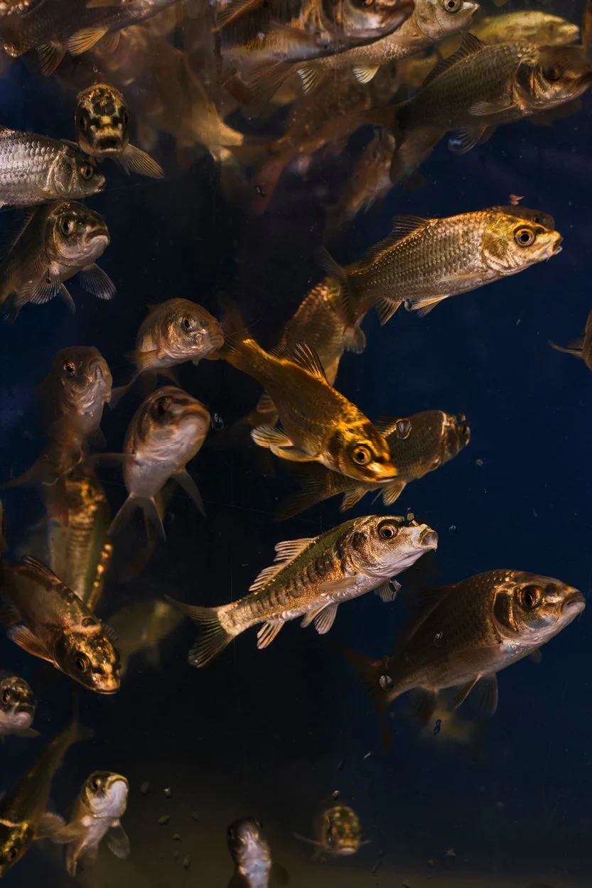 fish tank at a norfolk garden centre