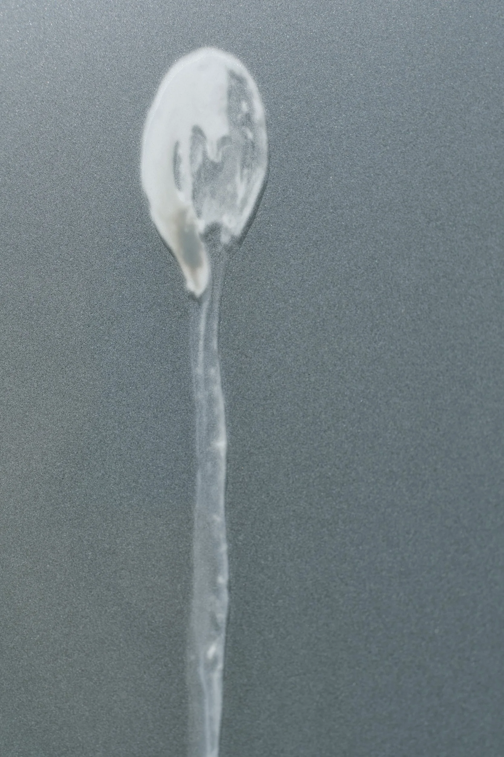 bird poo strike on the studio bathroom window