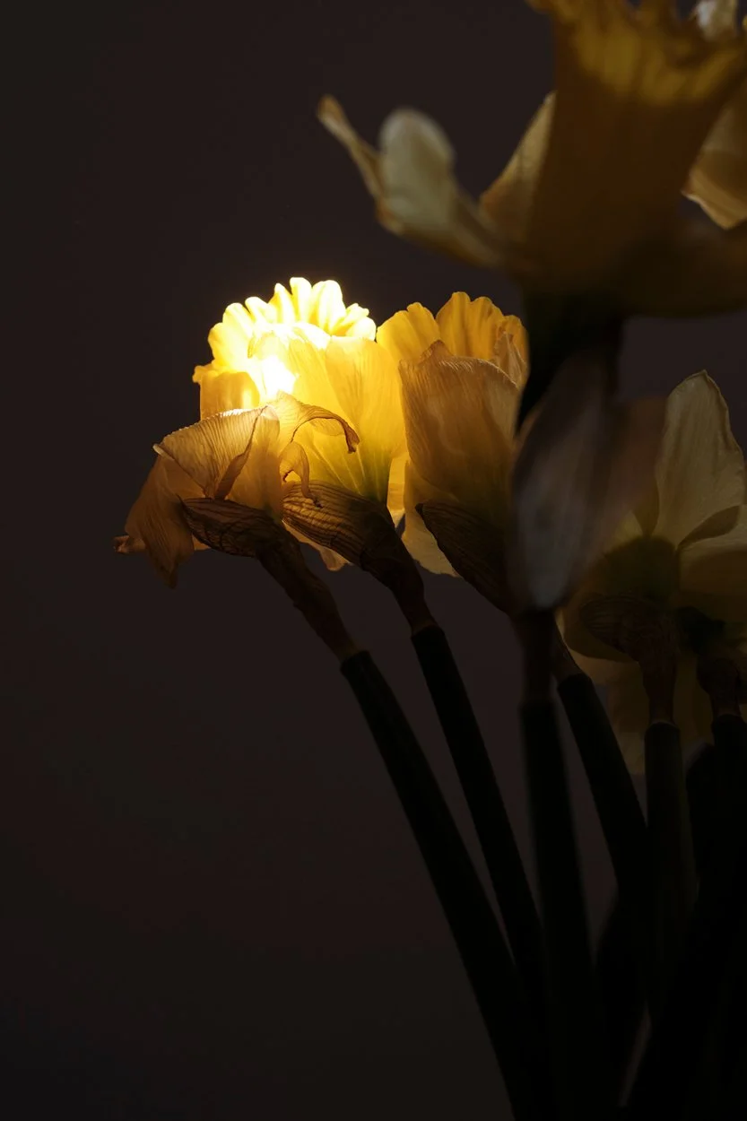 brenda's daffodils