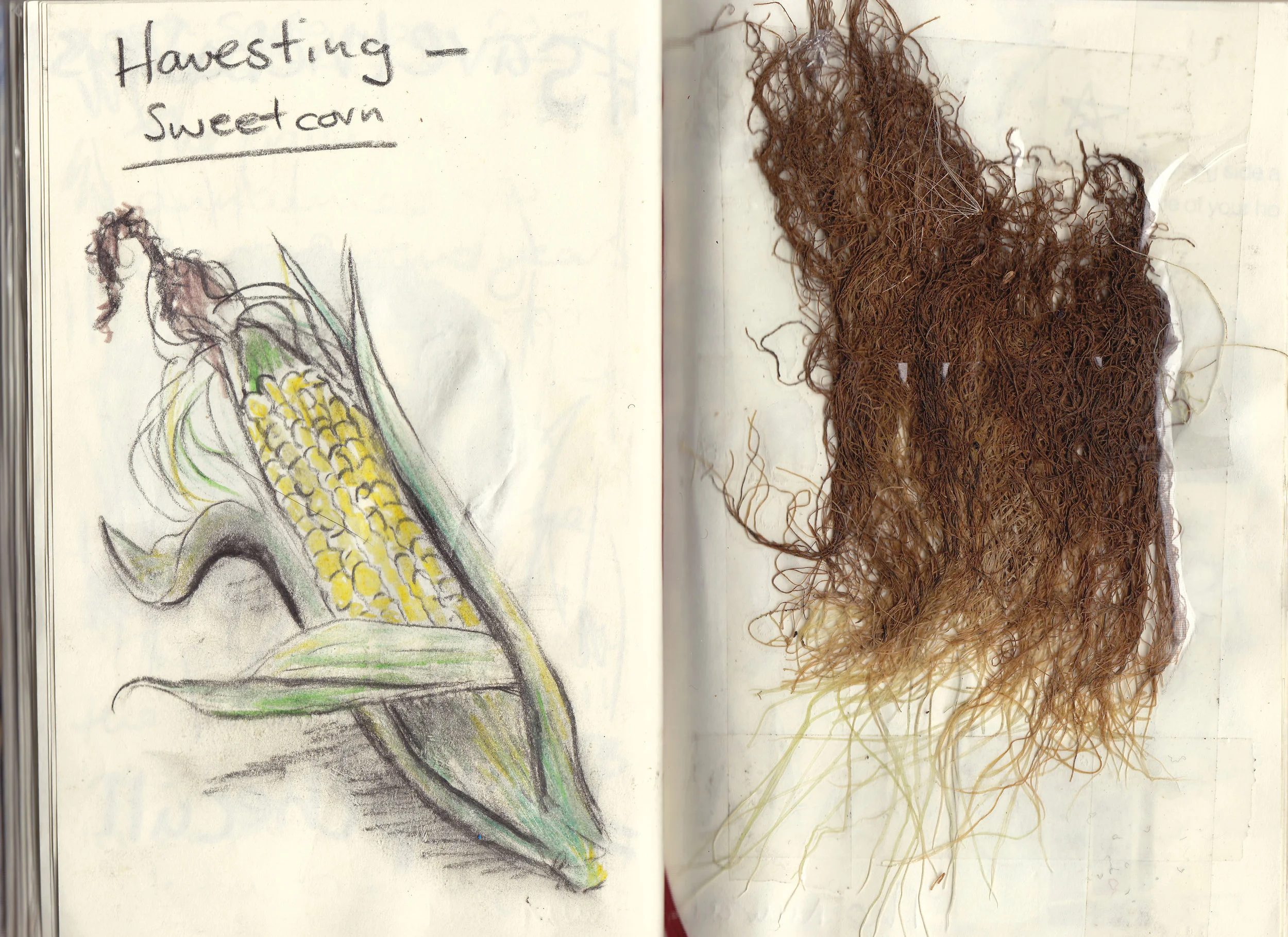 Ruth, Nature Diary 1