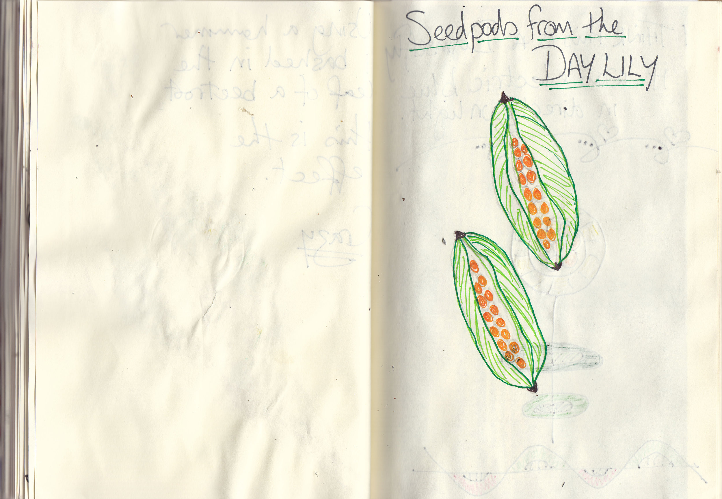 Paula, Nature Diary 1