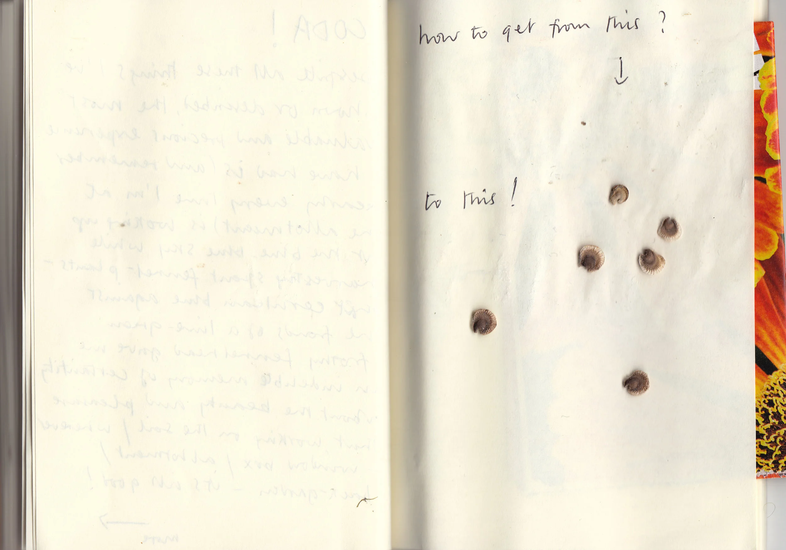 Anonymous 1, Nature Diary