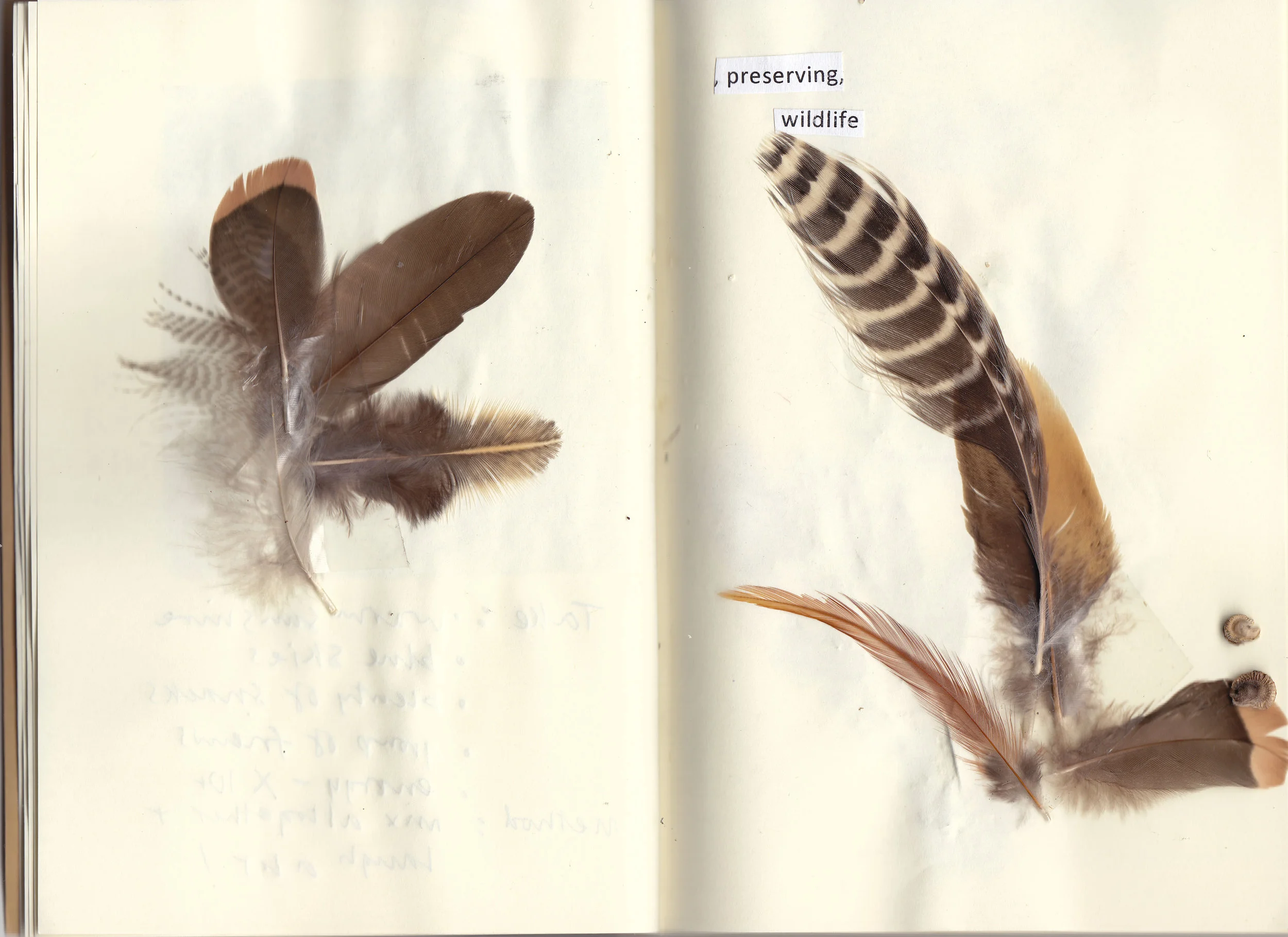 Anonymous 1, Nature Diary
