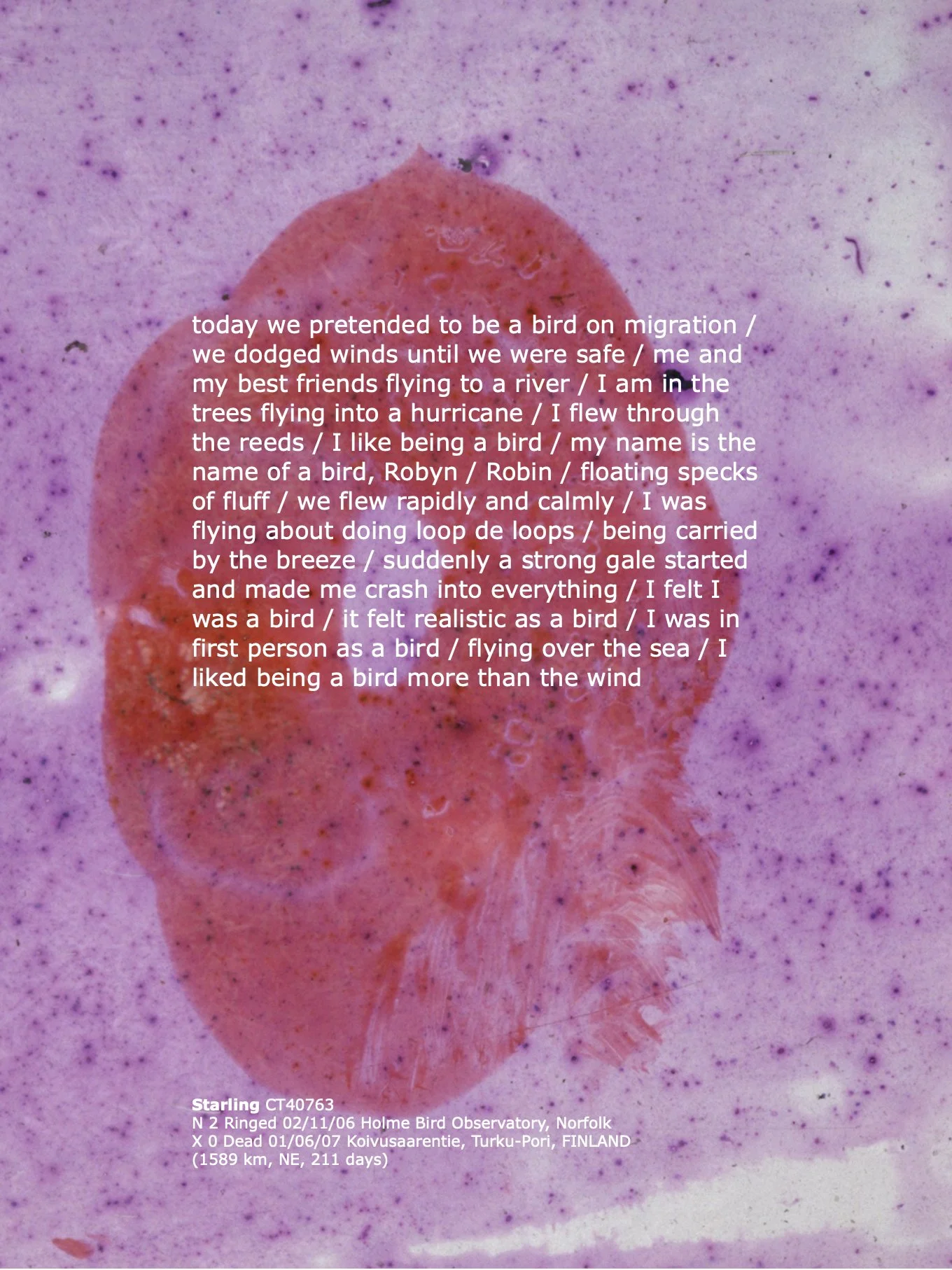 13_starling_TextLayouts_ArburyPrimarySchool copy 2.1.jpeg