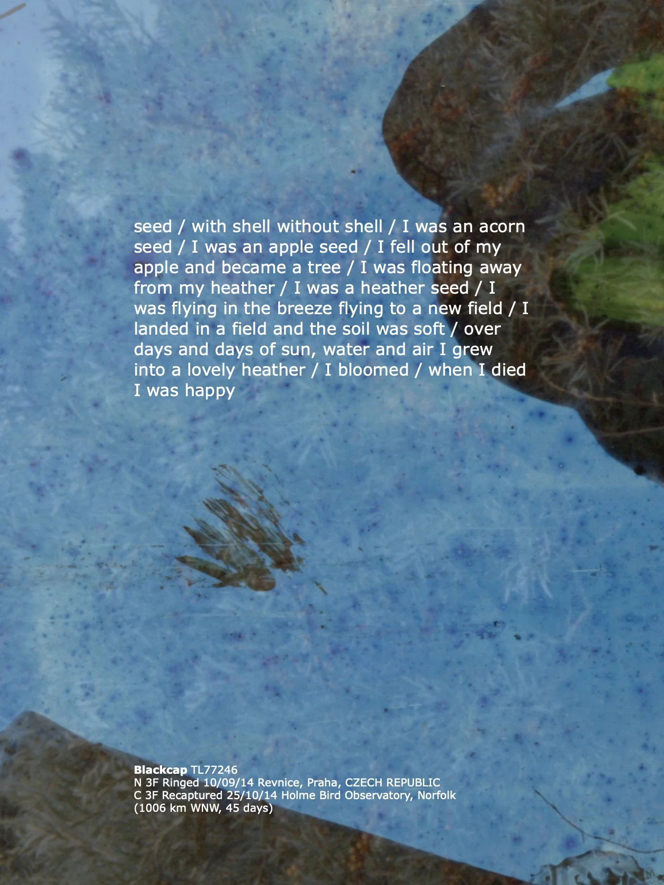 16_Blackcap_TextLayouts_ArburyPrimarySchool .1.jpeg