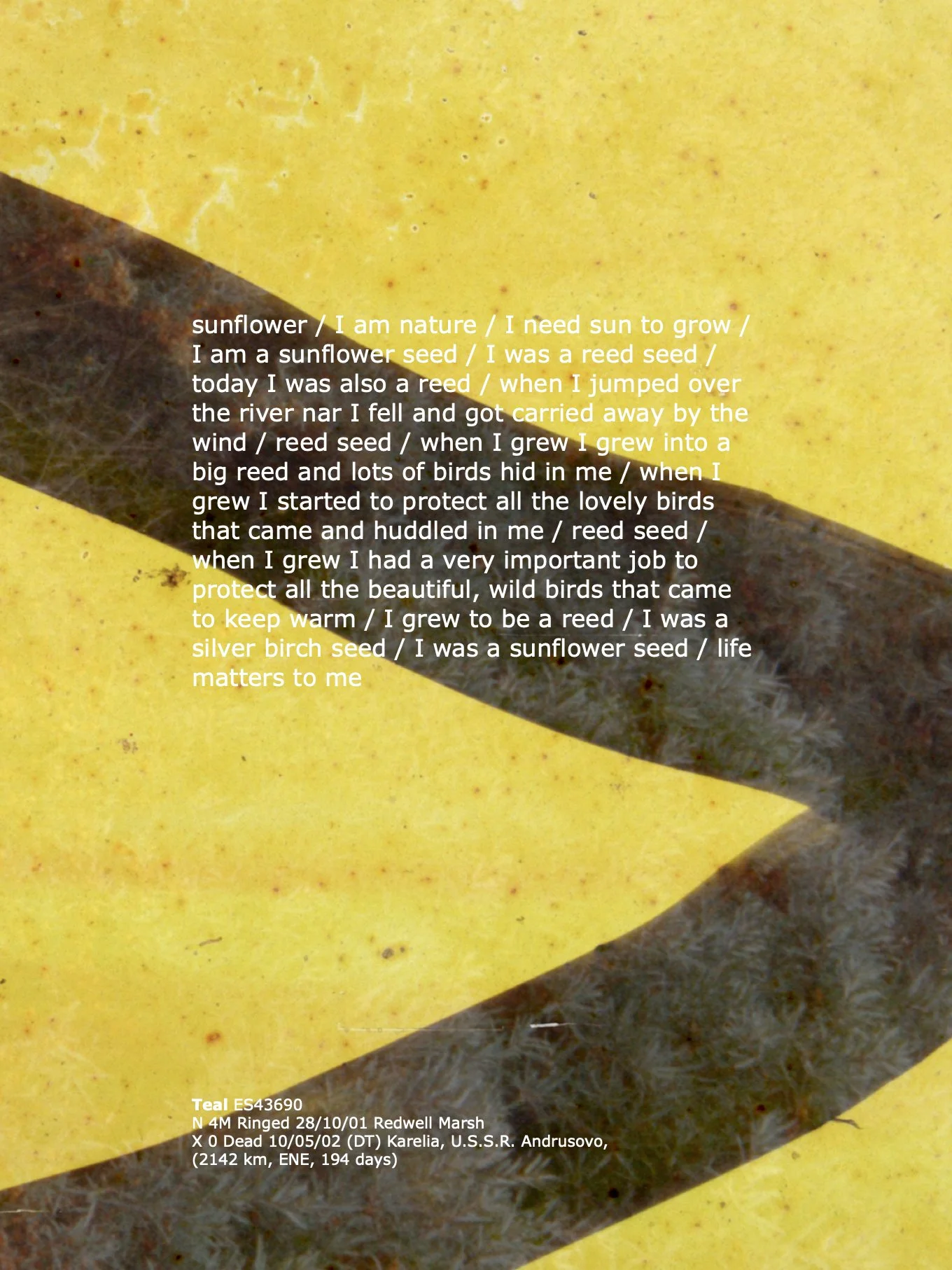 1_Teal_TextLayouts_ArburyPrimarySchool copy.1.jpeg