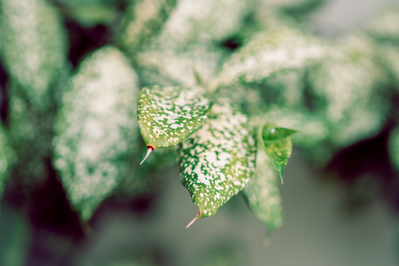 20181220-PC200296-2.jpg