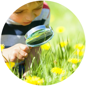 Citrefine citriodiol tree and soil health