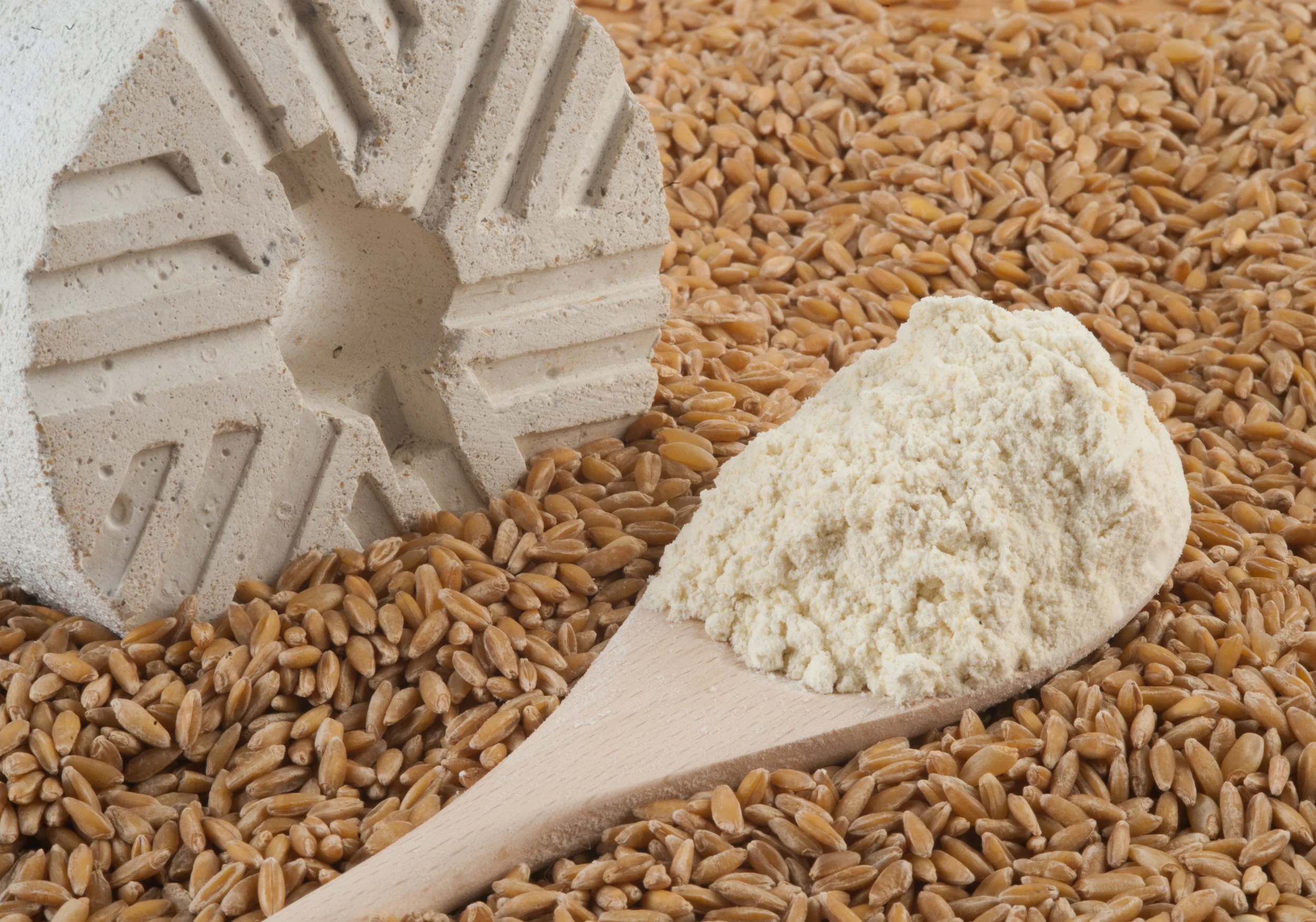 Harina de Tritordeum Tritordeum Flour