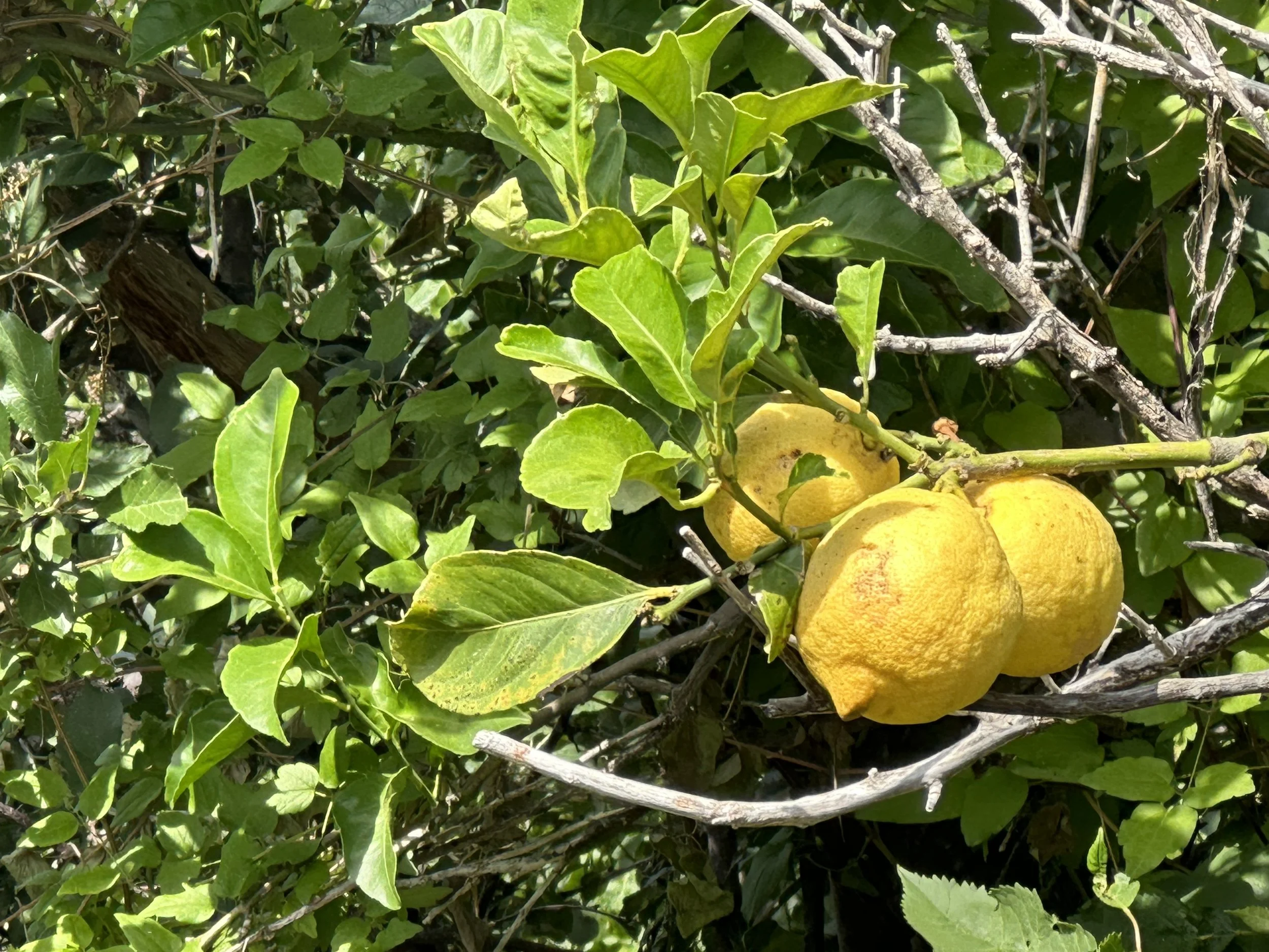 2024 Late Spring Stagionarsi Event