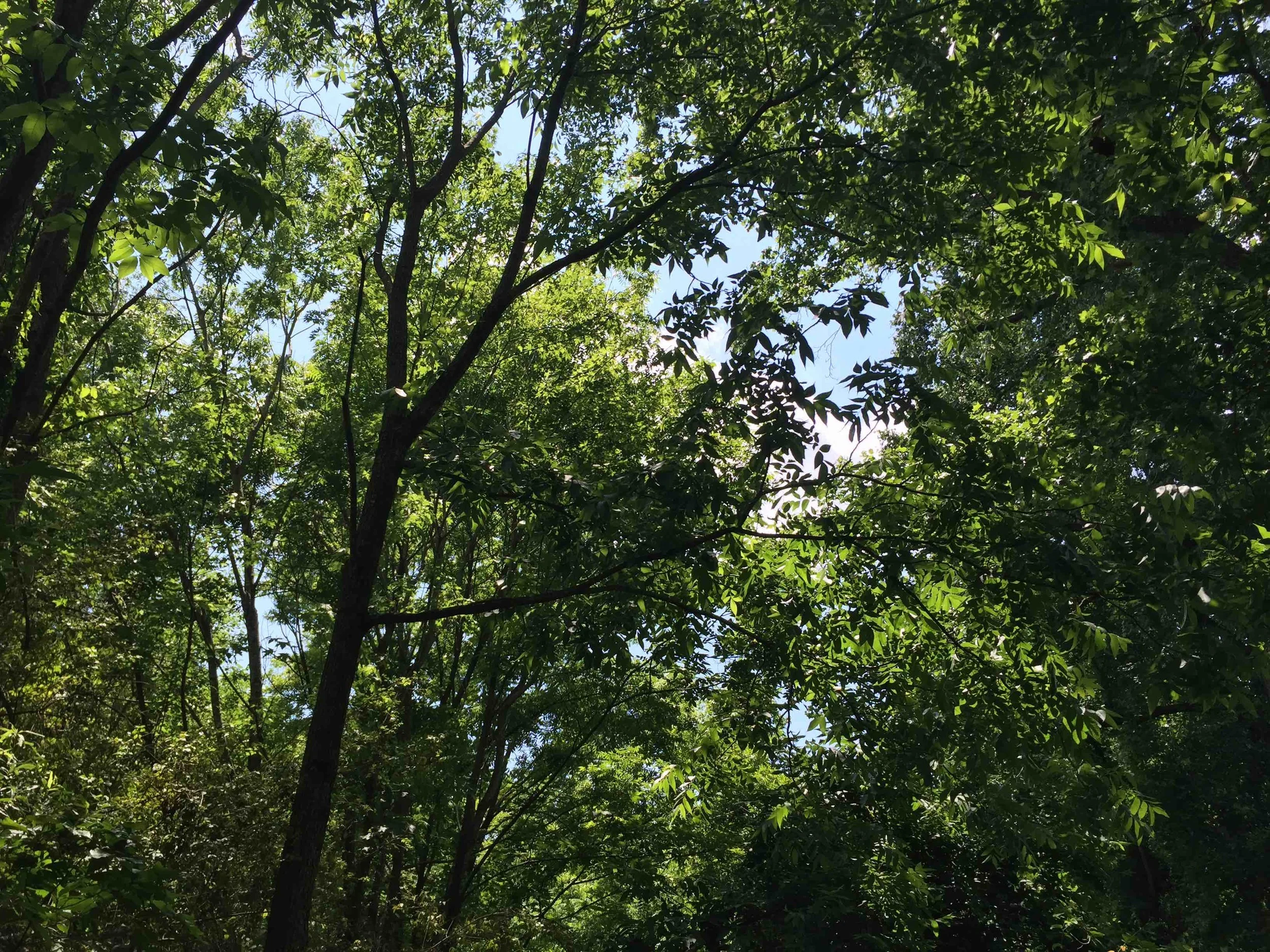 Gramling School Road Acreage — Gramling Real Estate