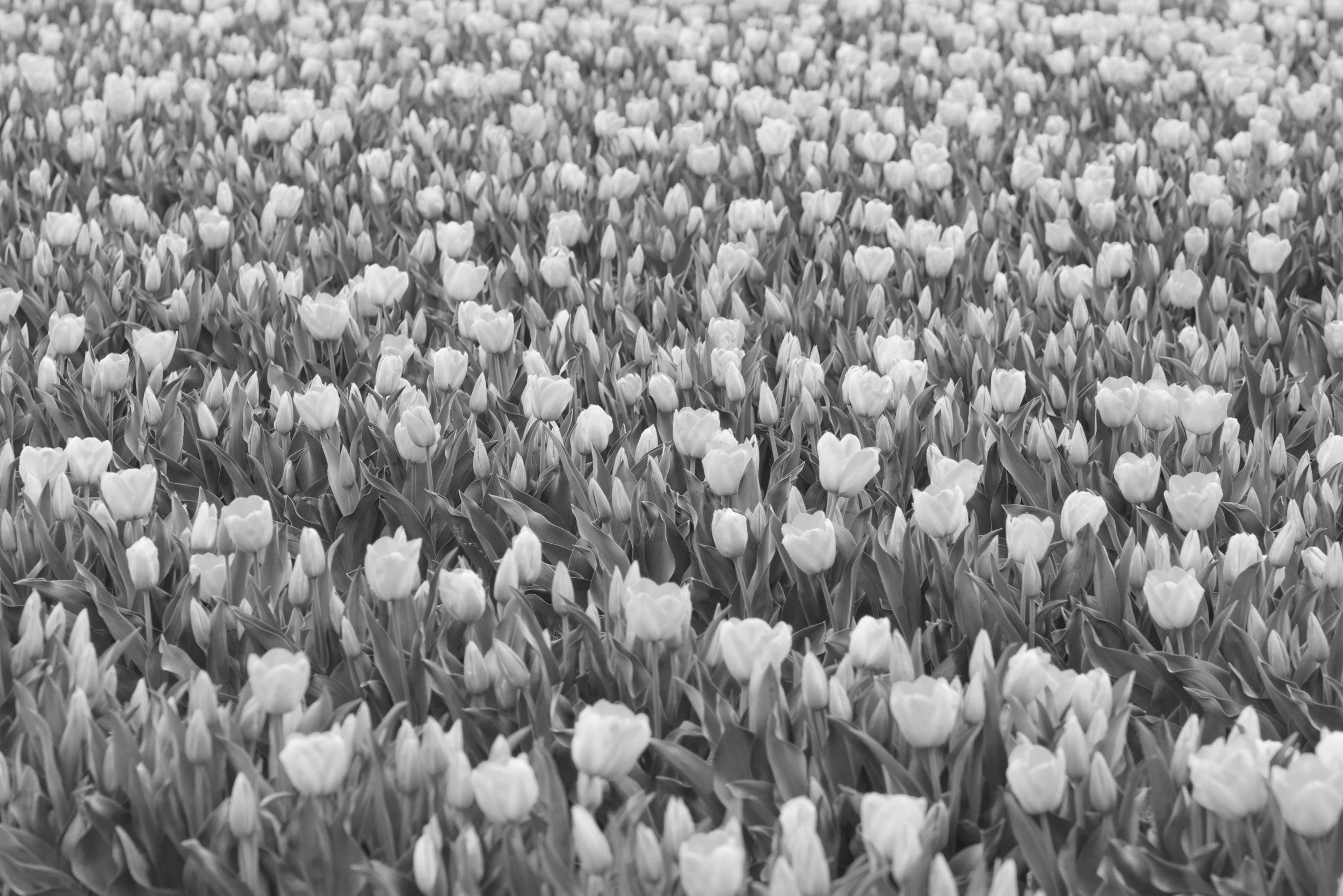 field of tulips 2.jpg