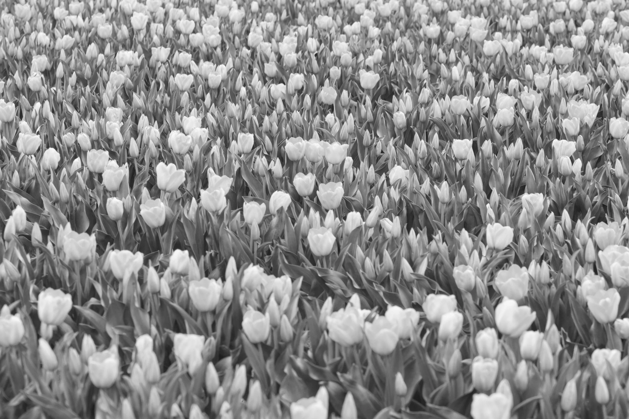 field of tulips.jpg