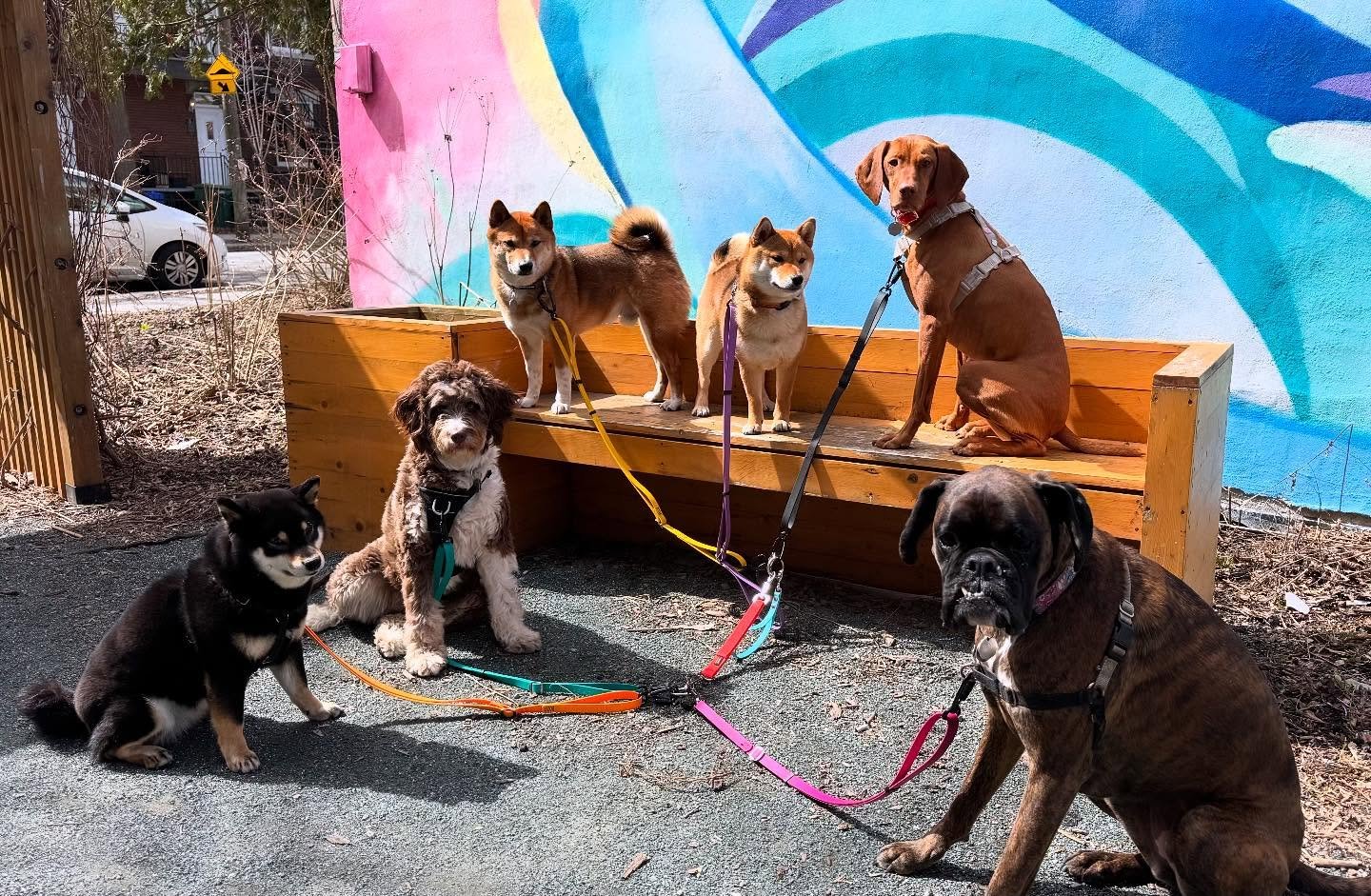 Four-legged weekend anticipation
#brittswalks