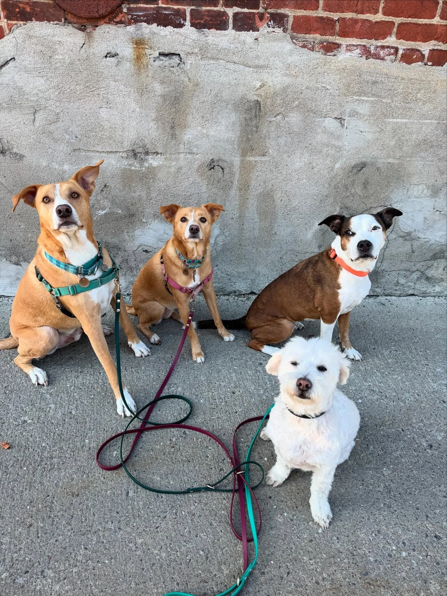 Happy Friday!!! 🥳 #tgif #allisonswalks #scottswalks