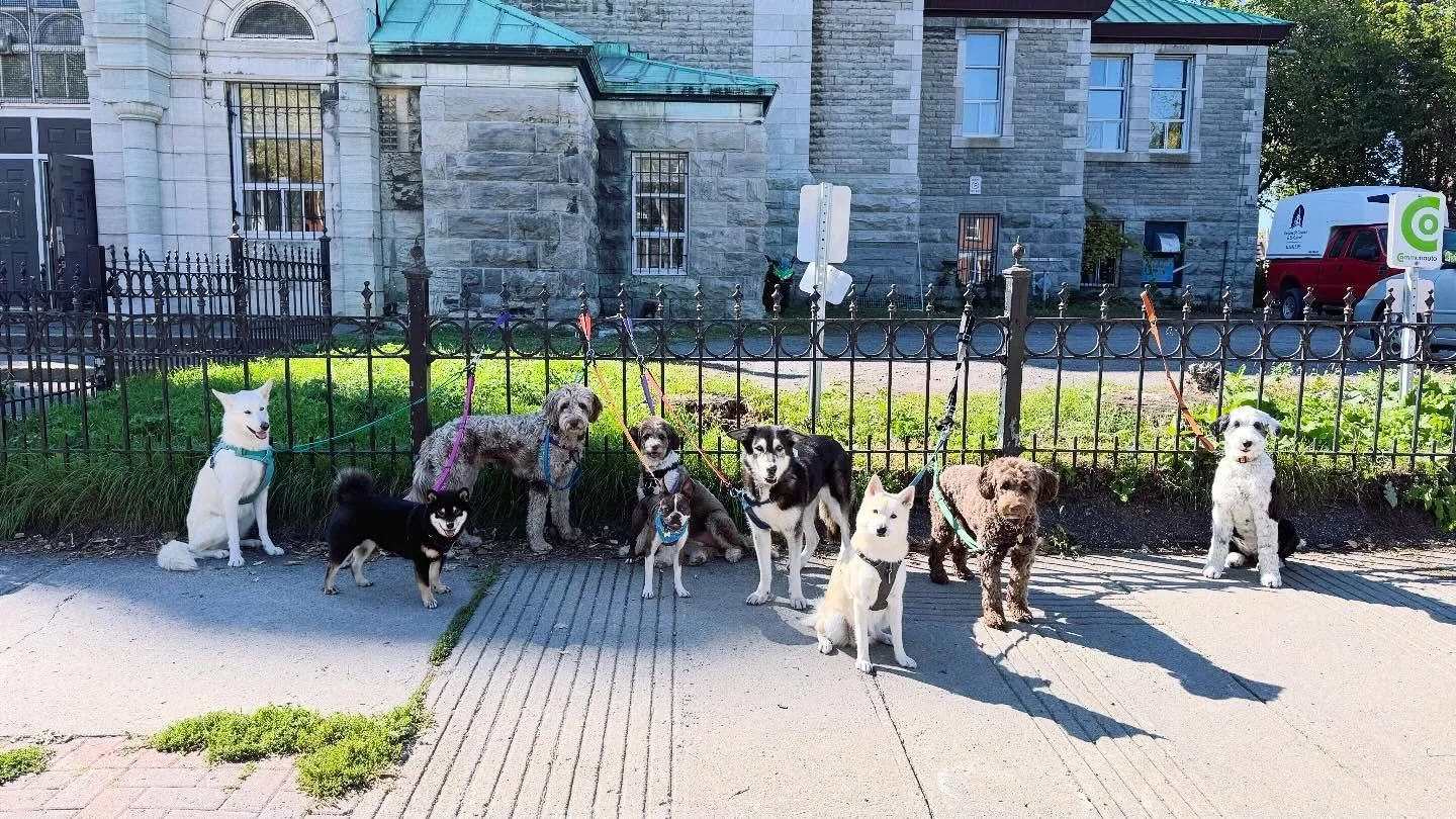 Only 9 dogs but 10/10 picture!
#brittswalks #monicaswalks