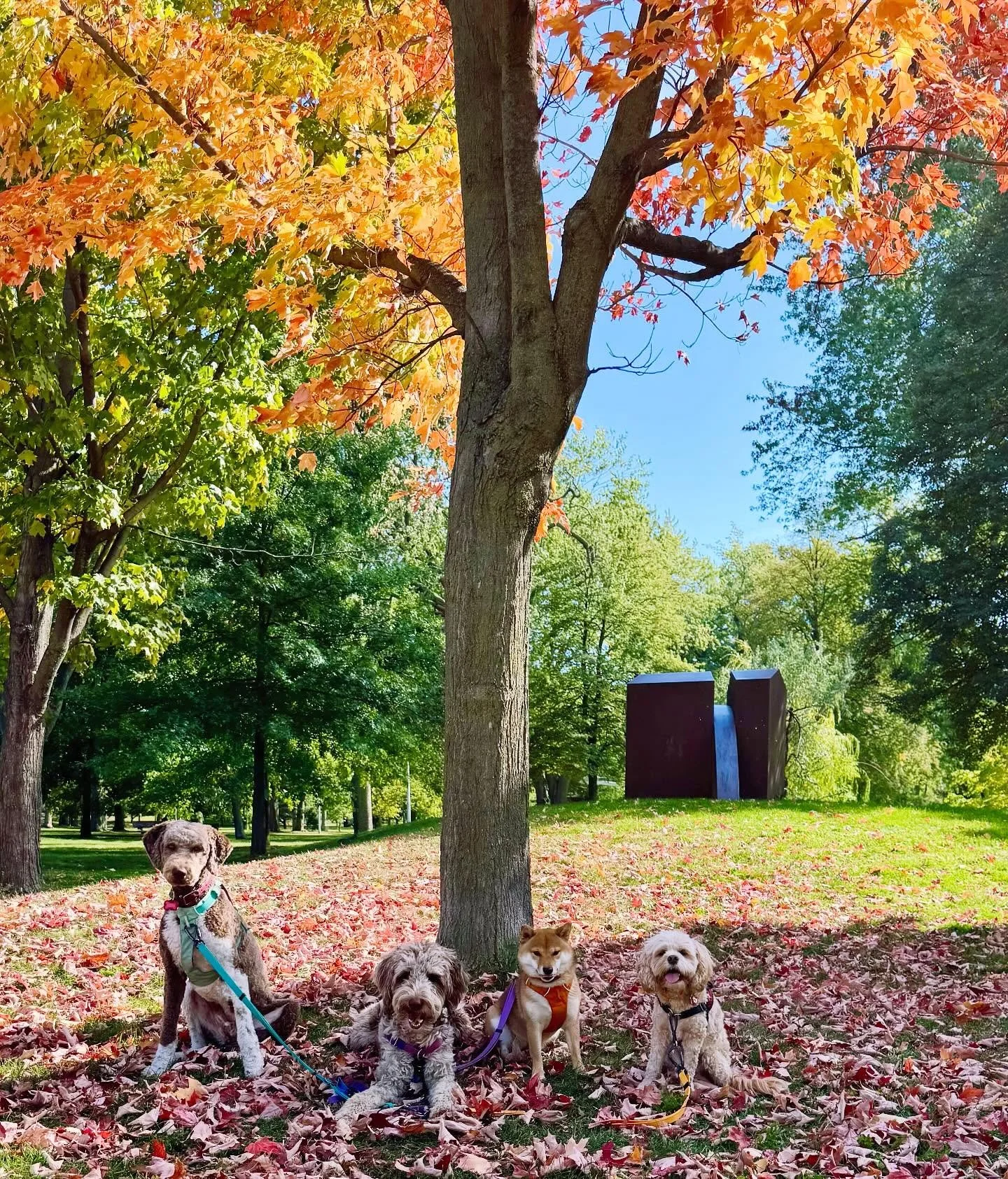 Under the Maple tree🍁
#brittswalks