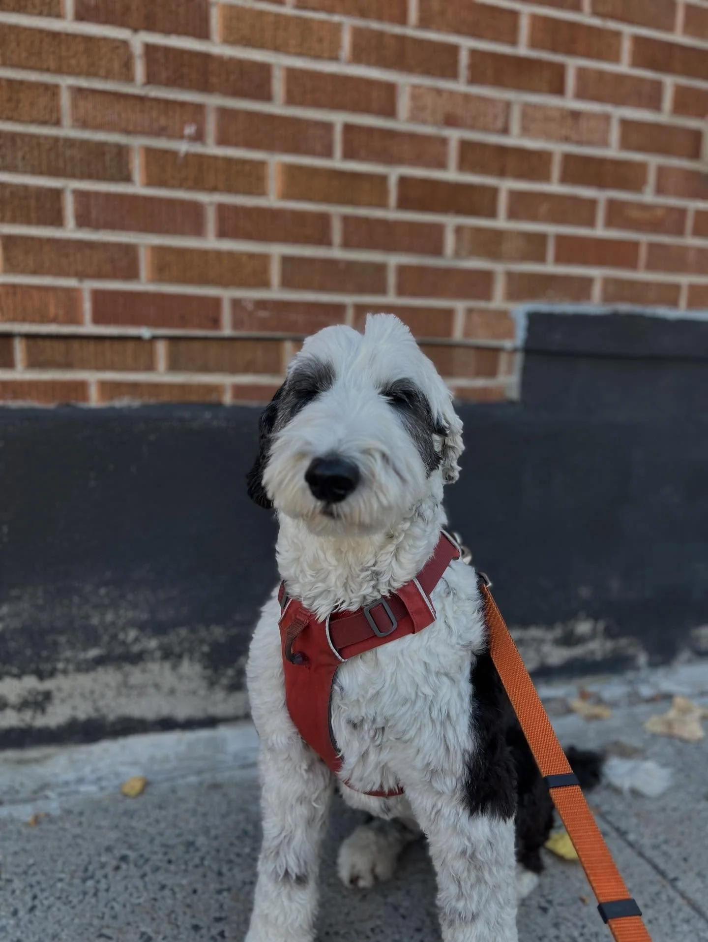 Puppy Portraits 🫶  #monicaswalks