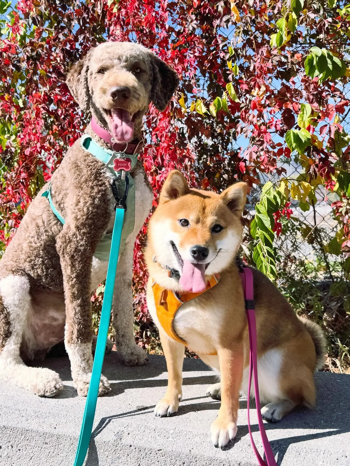 Finn &amp; Mila &hearts;️
#brittswalks