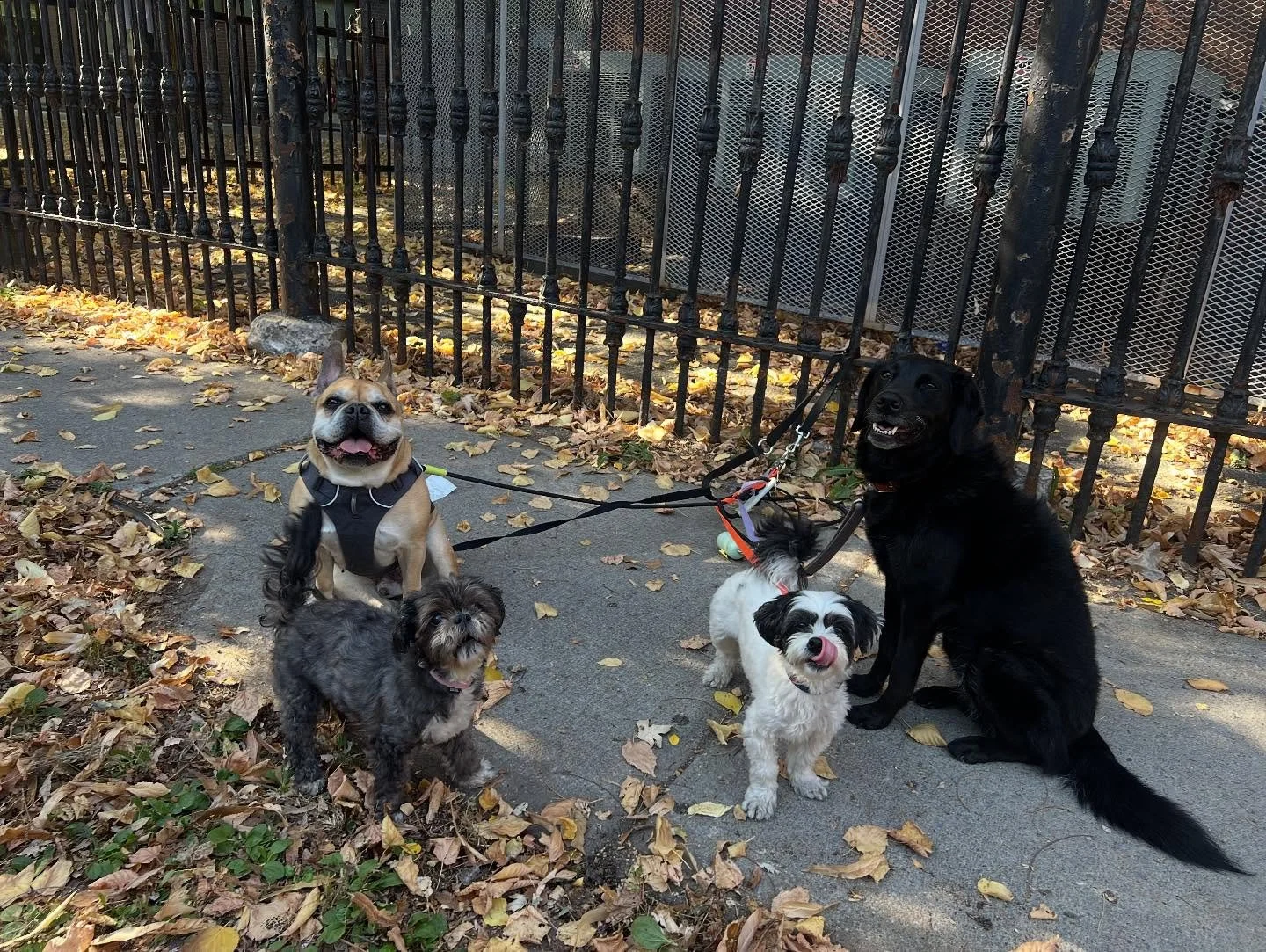 Esco &amp; his girls 🥰  #monicaswalks