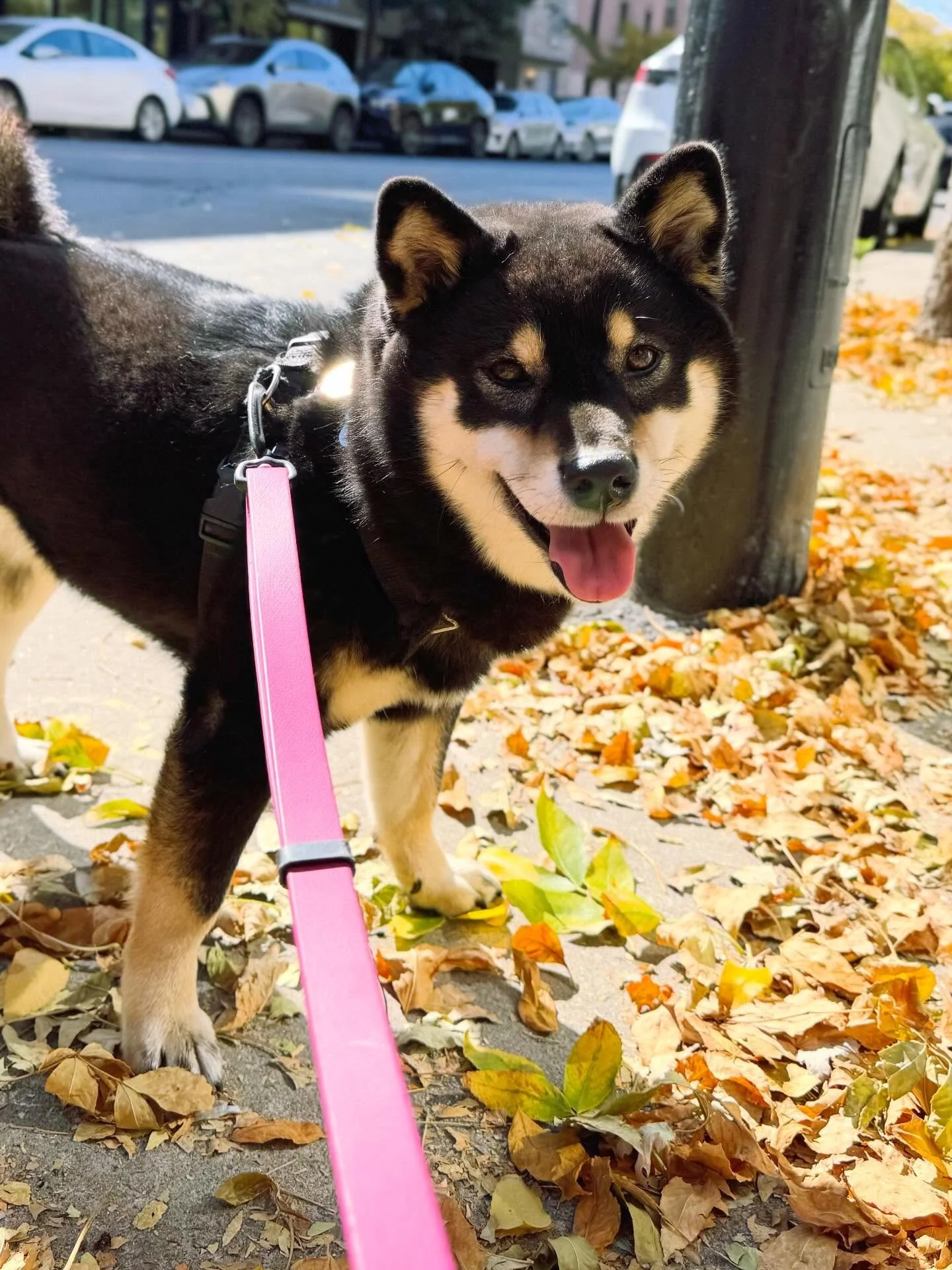 Crunchy leaves and warm sun 🍂☀️
#brittswalks