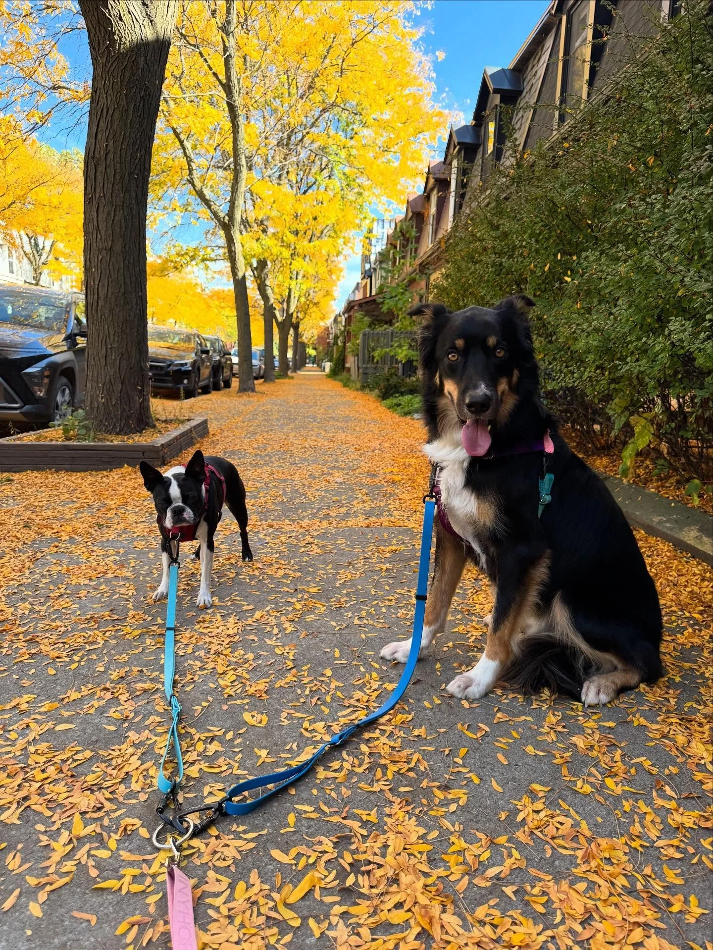 Glady &amp; Nico enjoying the pretty fall foliage 🍂🍂