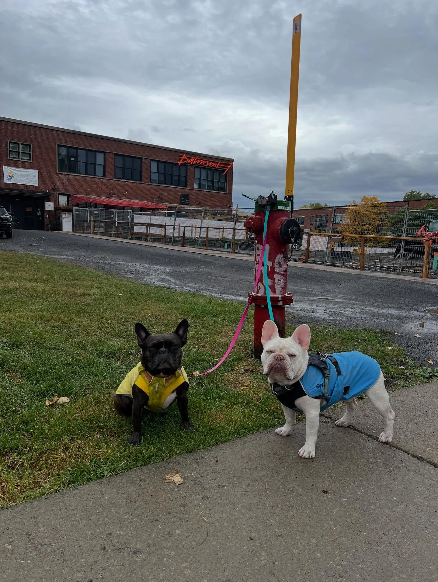 Mae &amp; Rufio were not happy with the weather ☔️ #monicaswalks