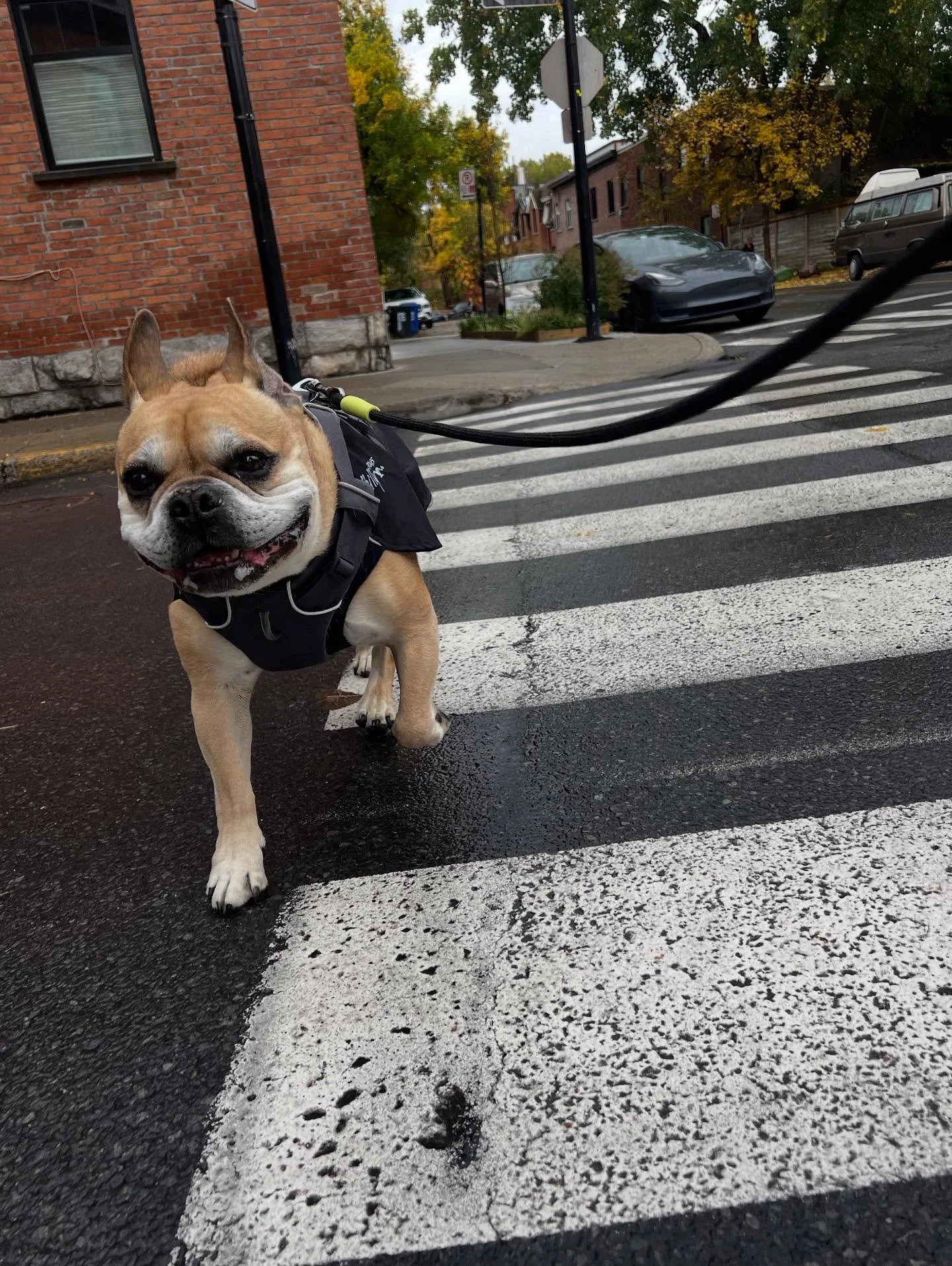 Esco in a very peppy mood despite the rain ☺️ #monicaswalks