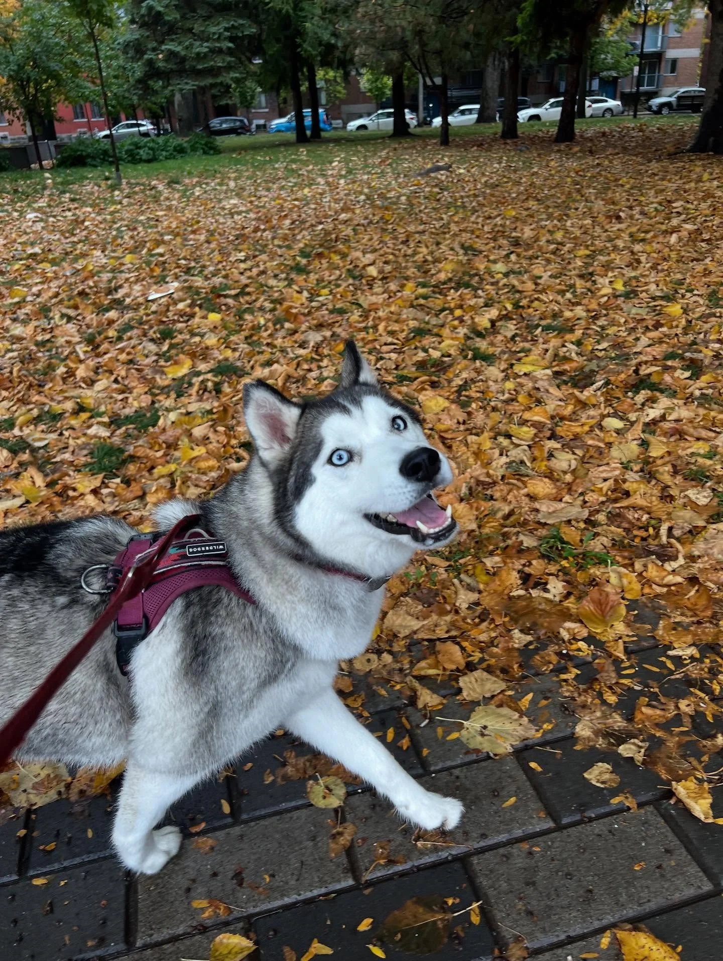 Ta&iuml;ga enjoys a walk in any condition 🐶🩷 #monicaswalks