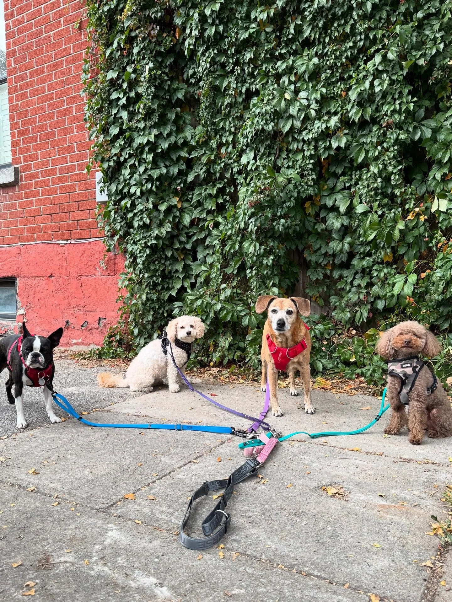 Smolz! #allisonswalks