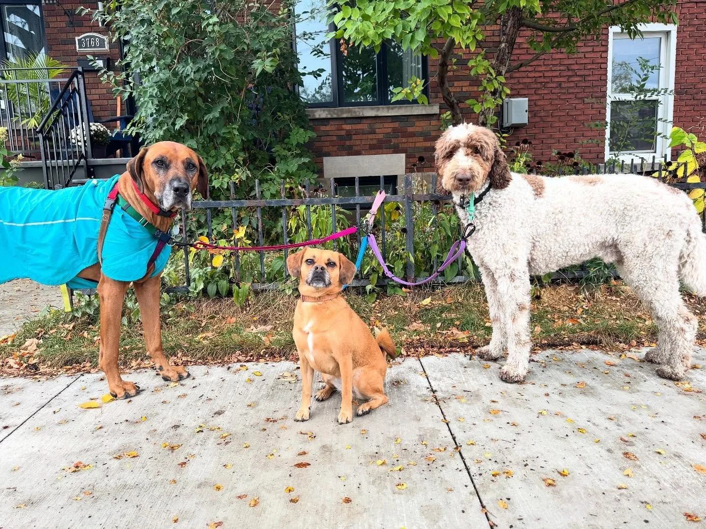 Riley &amp; her bodyguards! #allisonswalks