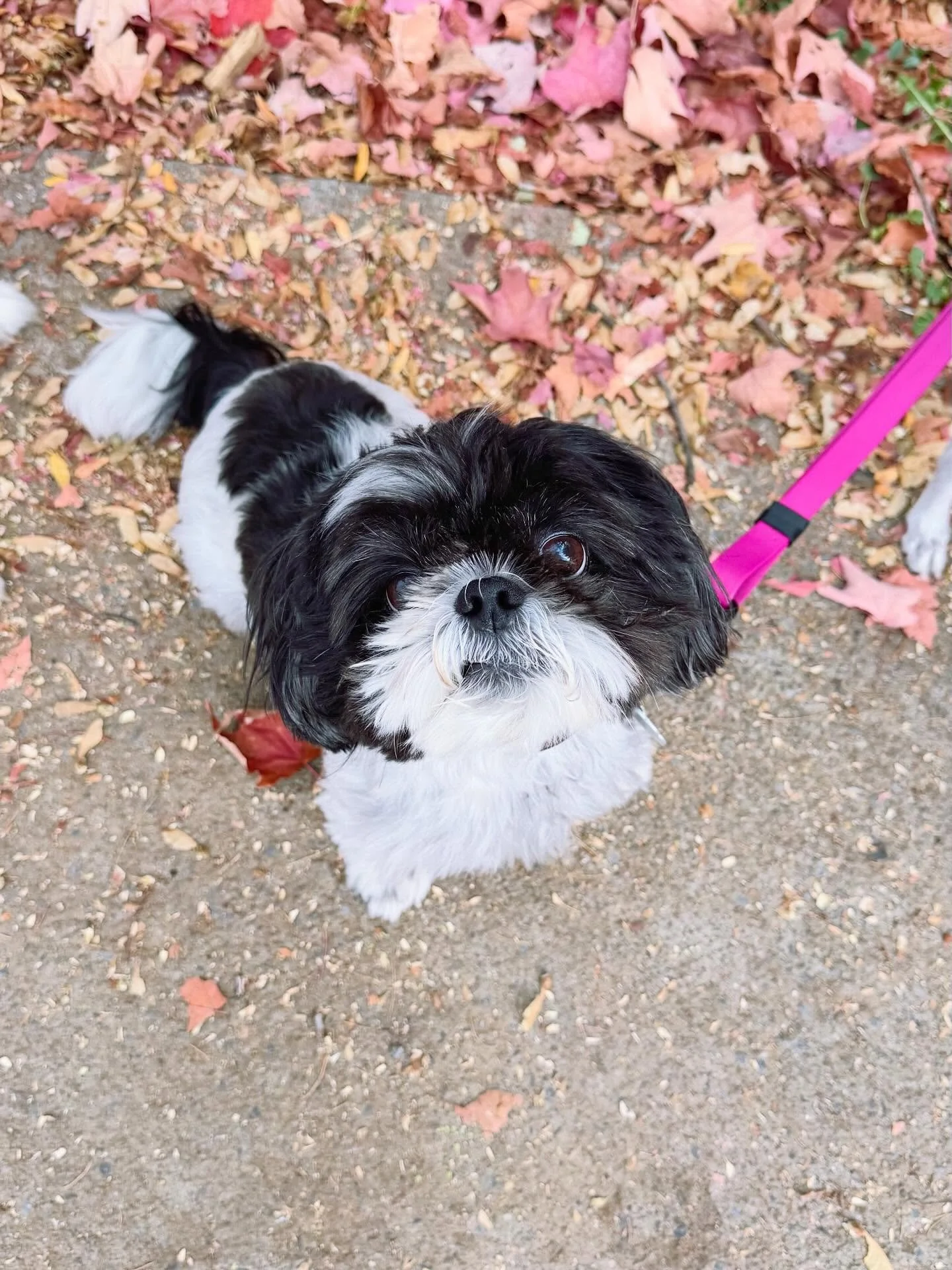Tuesday faces featuring Enzo twice because he did a wardrobe change!
#brittswalks