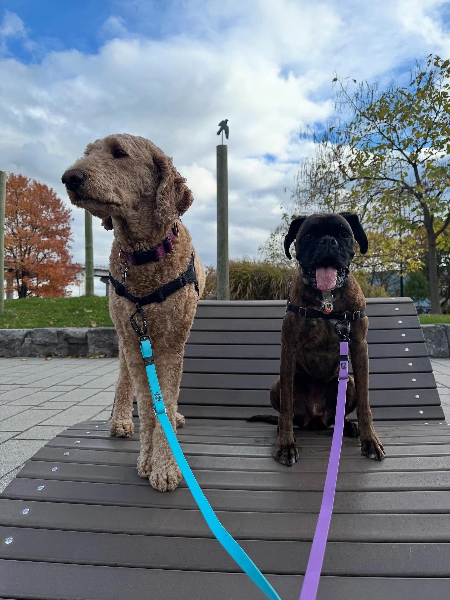 Girlies! Daisy &amp; Penny! #allisonswalks