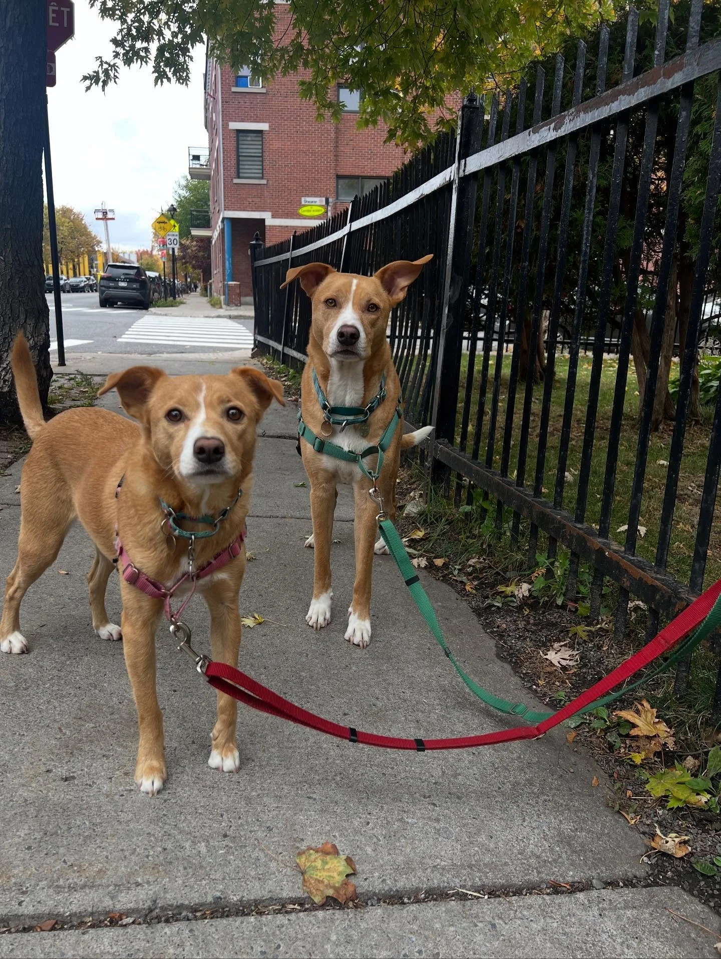 Tank &amp; Prim photo dump 💕  #monicaswalks